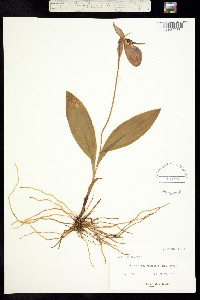 Cypripedium acaule image