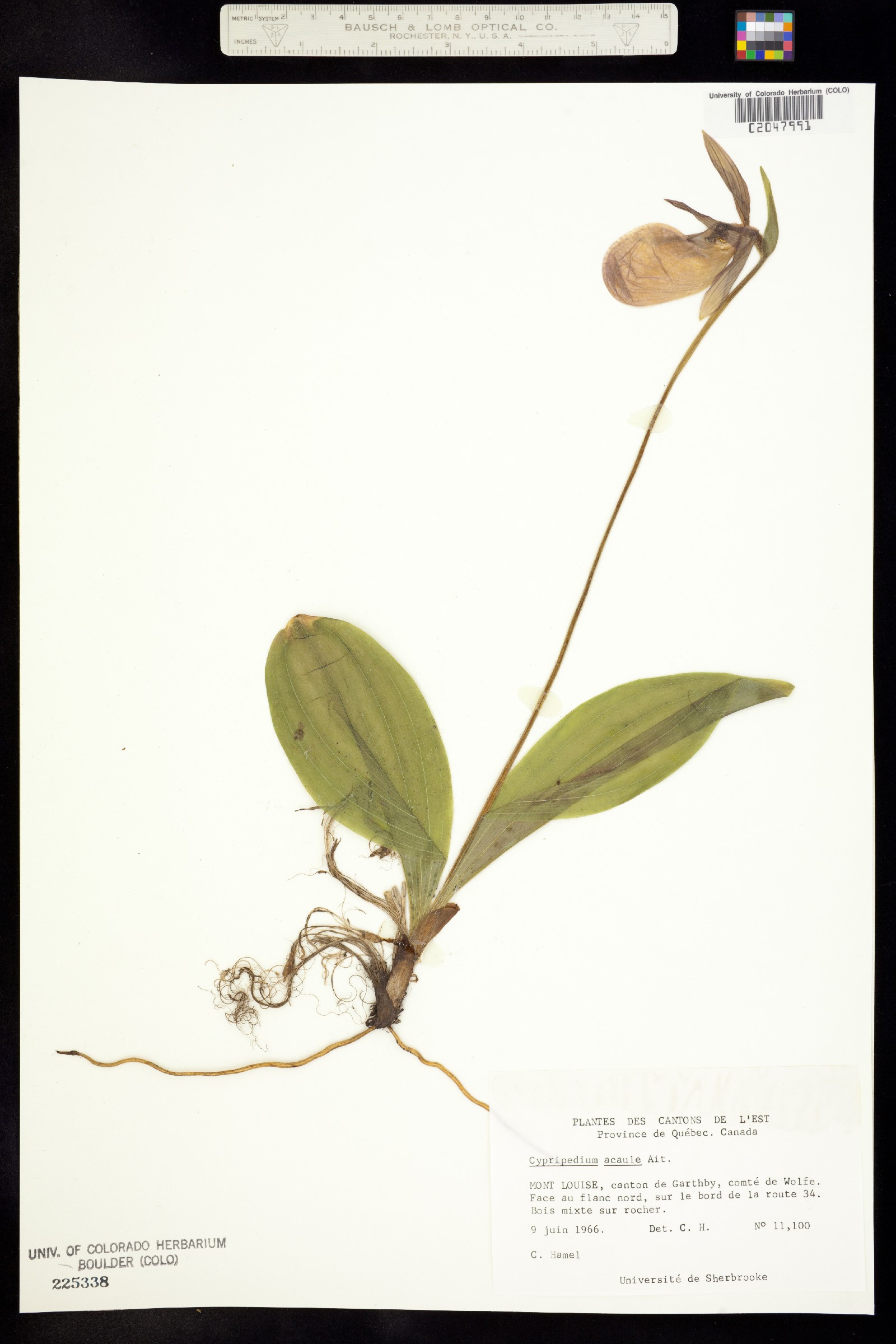Cypripedium acaule image