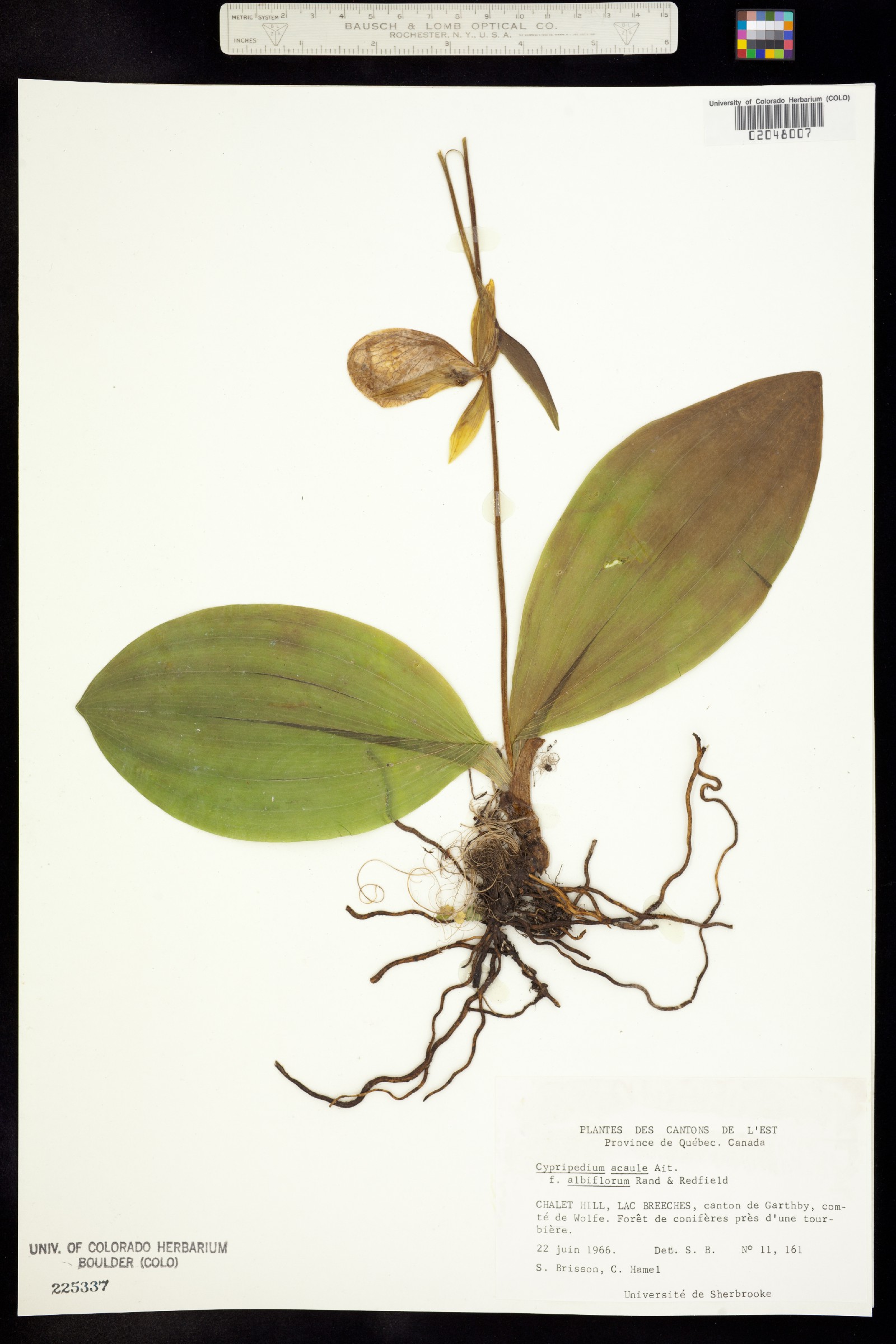 Cypripedium acaule image