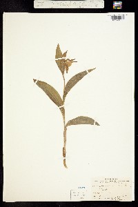 Image of Cypripedium calceolus