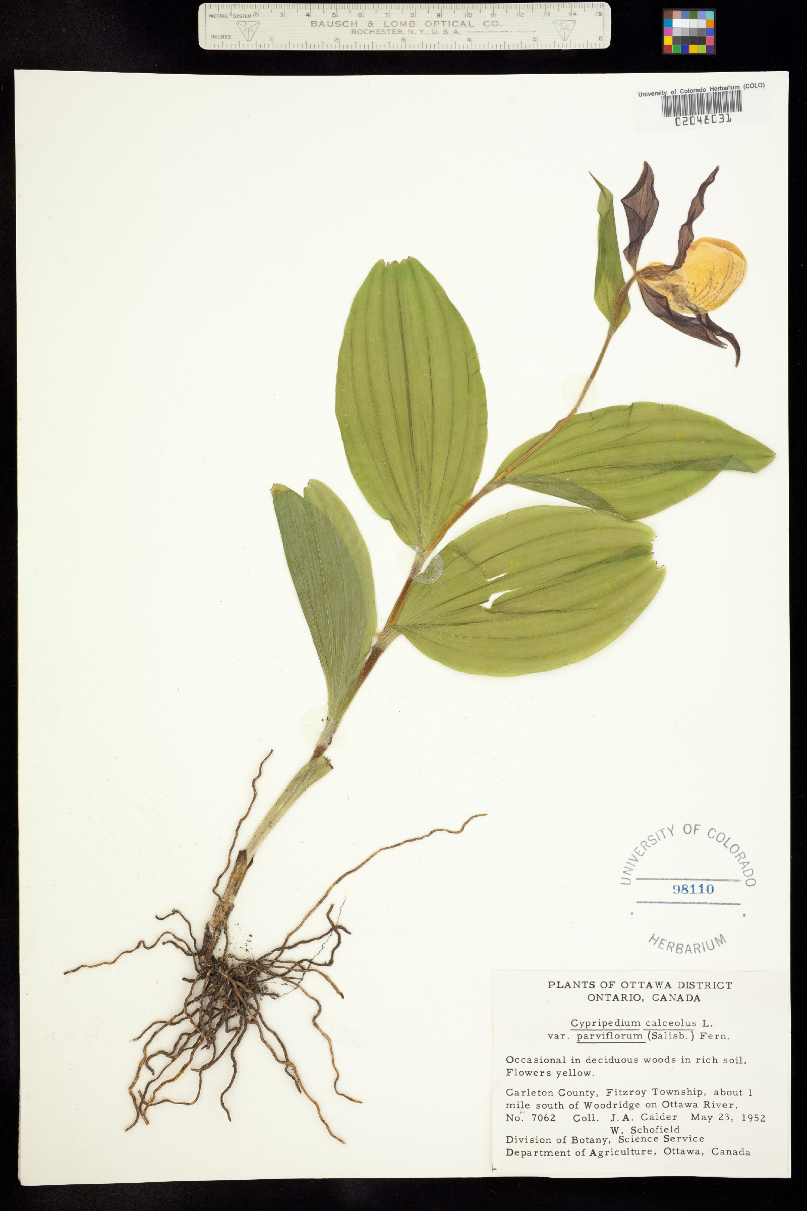 Cypripedium calceolus image