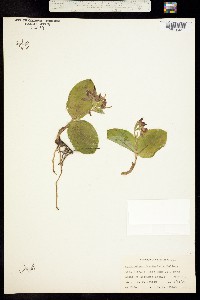 Cypripedium fasciculatum image