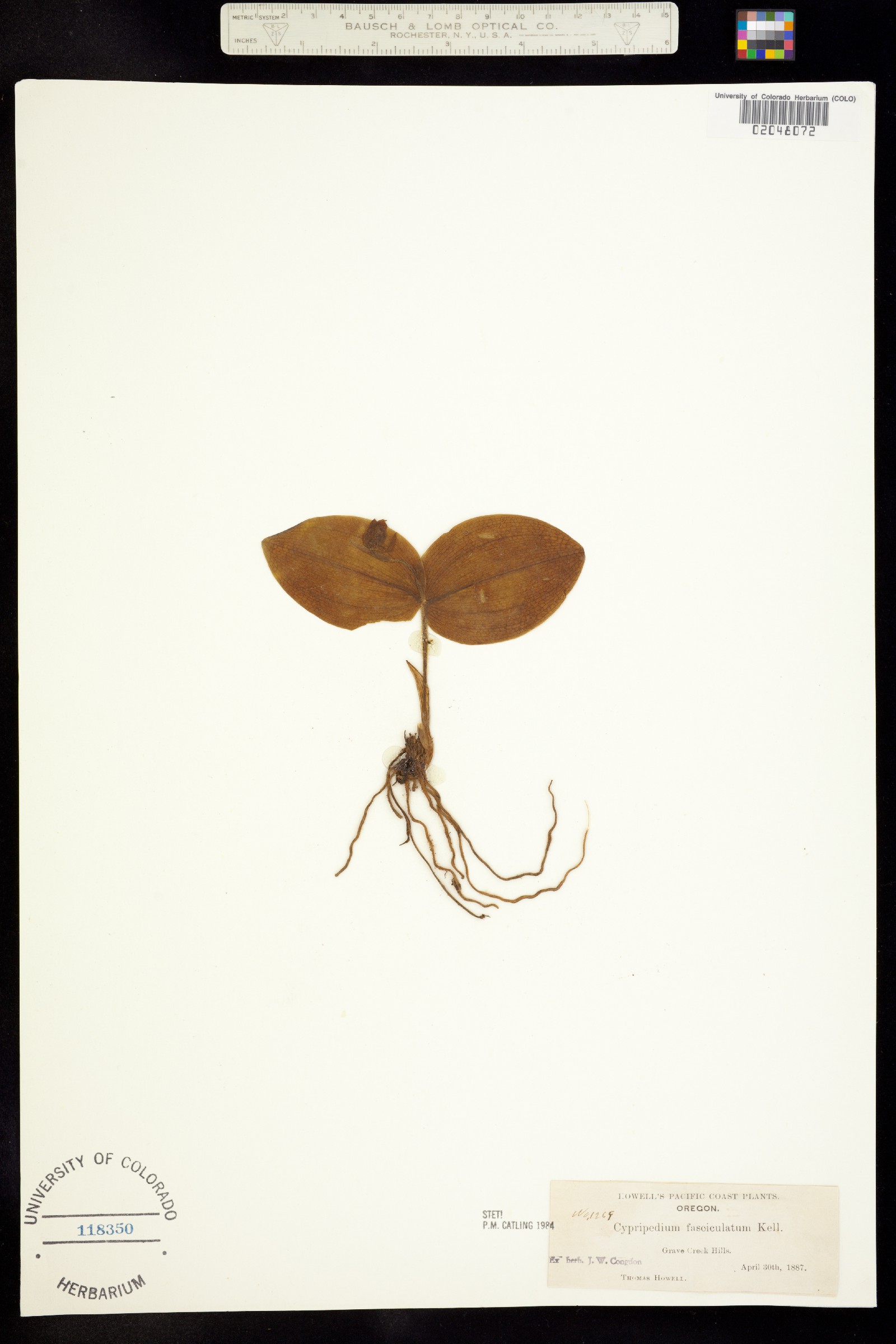 Cypripedium image