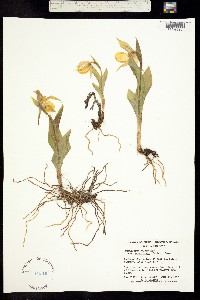 Cypripedium calceolus image