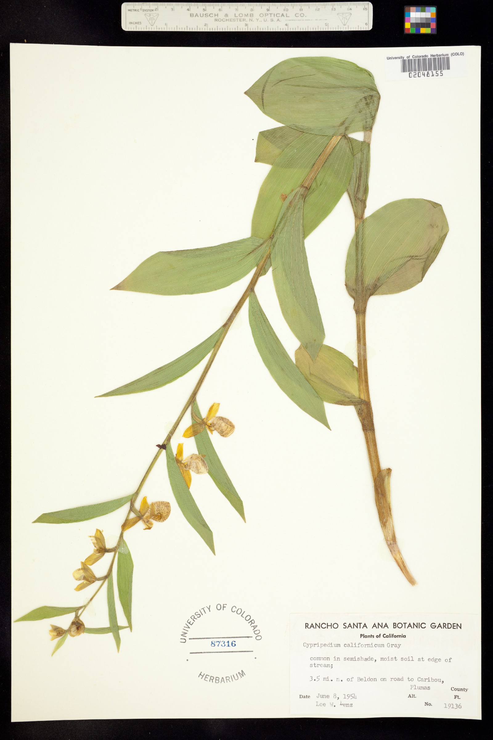 Cypripedium californicum image