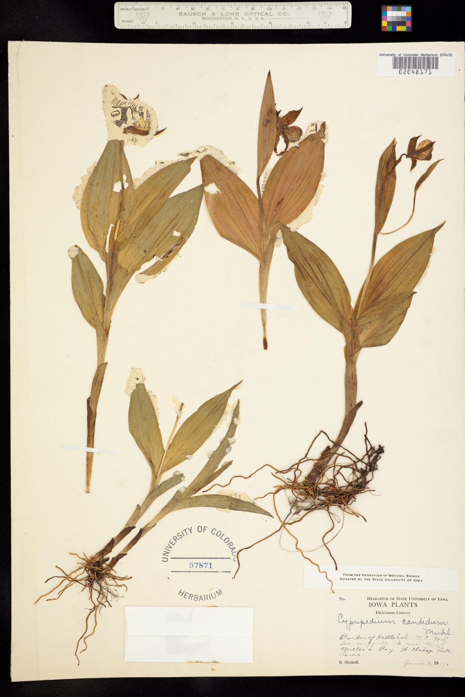 Cypripedium californicum image