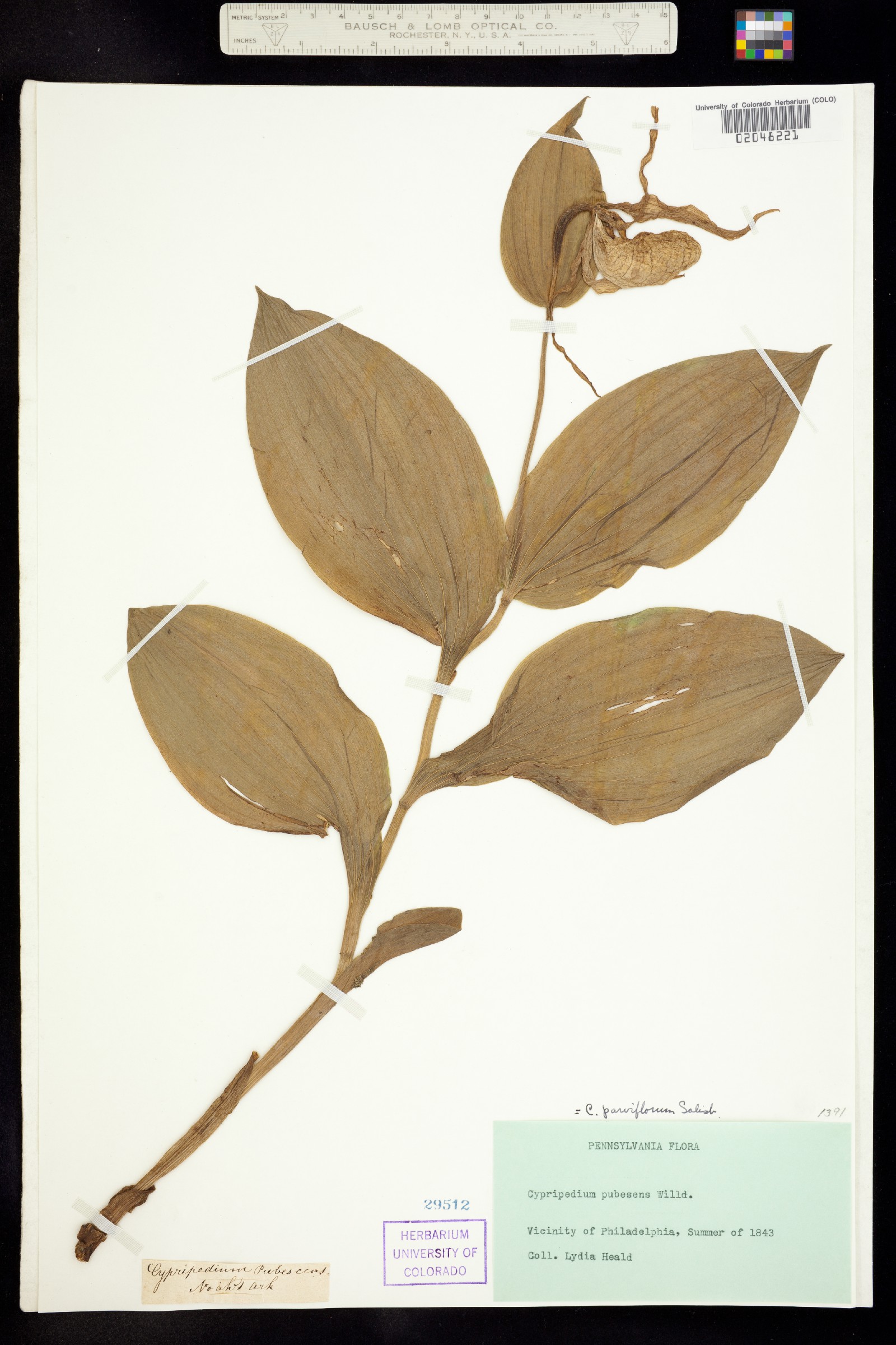 Cypripedium calceolus image