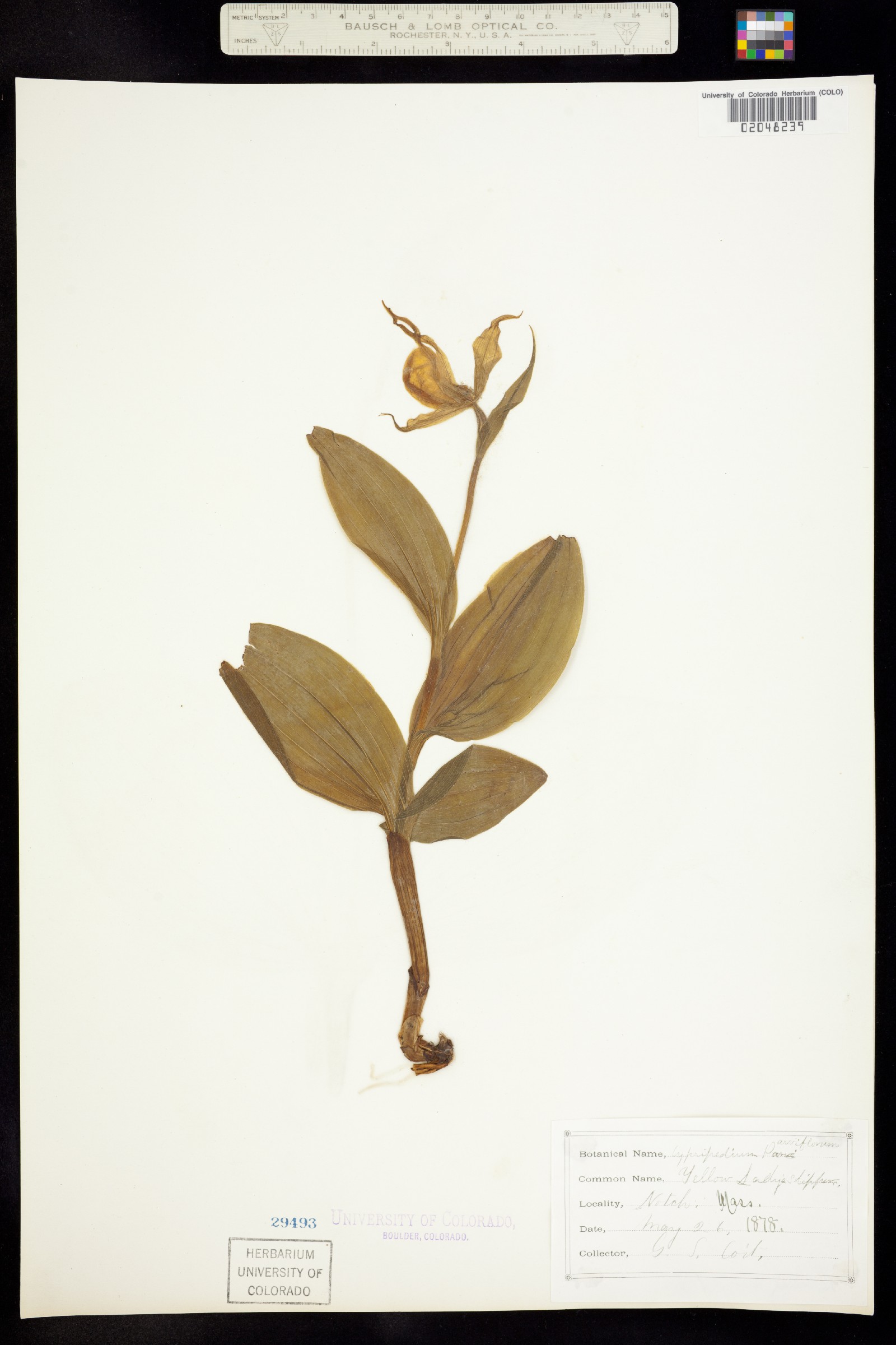 Cypripedium calceolus image