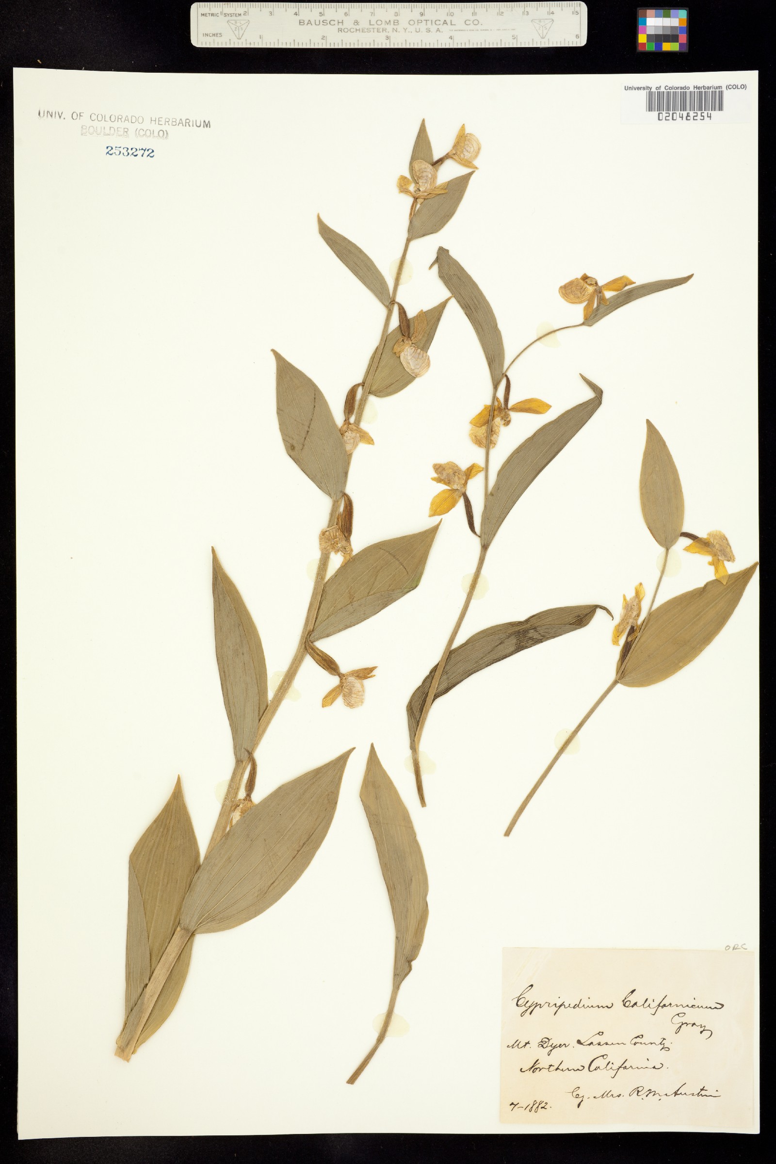 Cypripedium californicum image