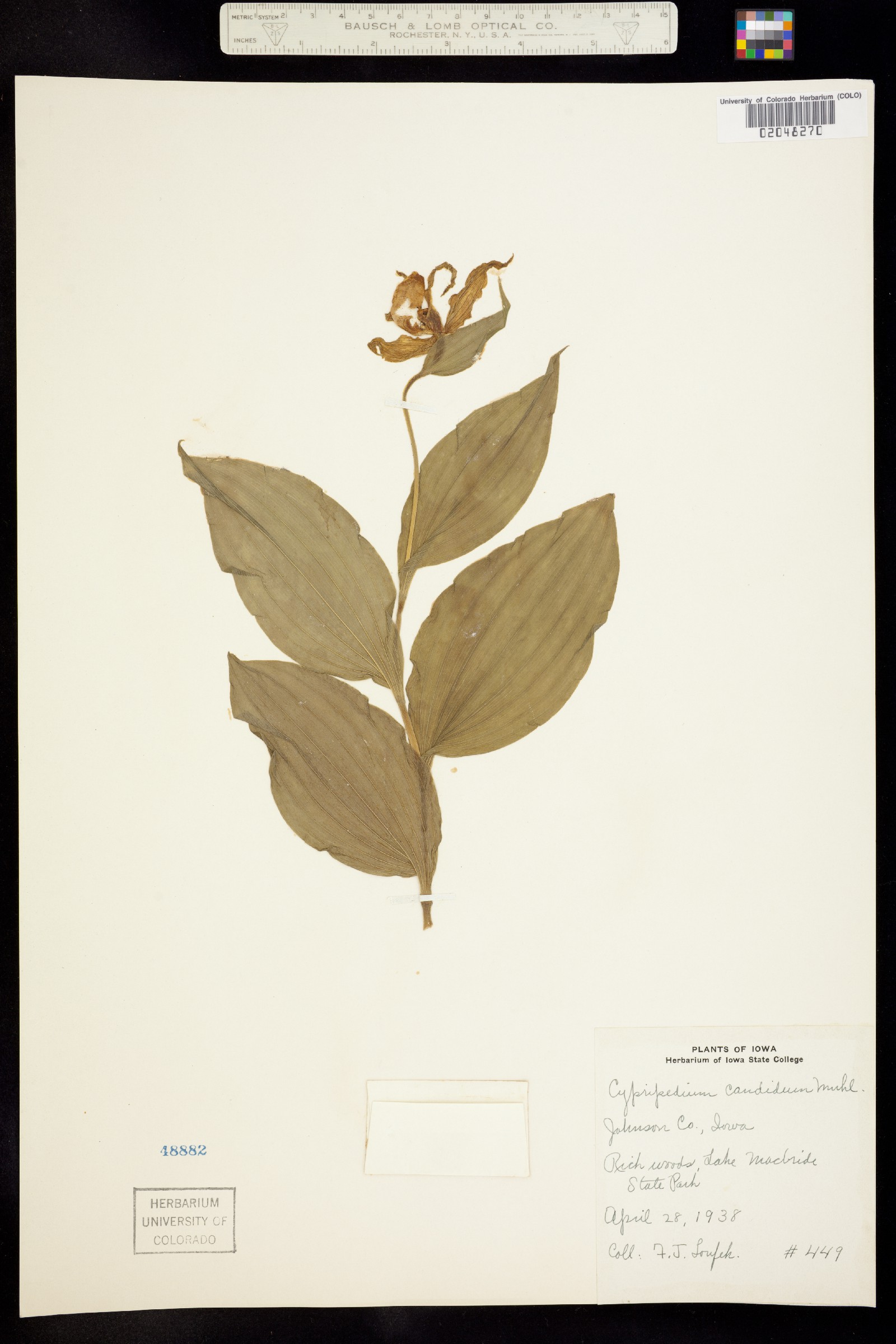 Cypripedium californicum image
