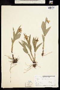 Cypripedium californicum image