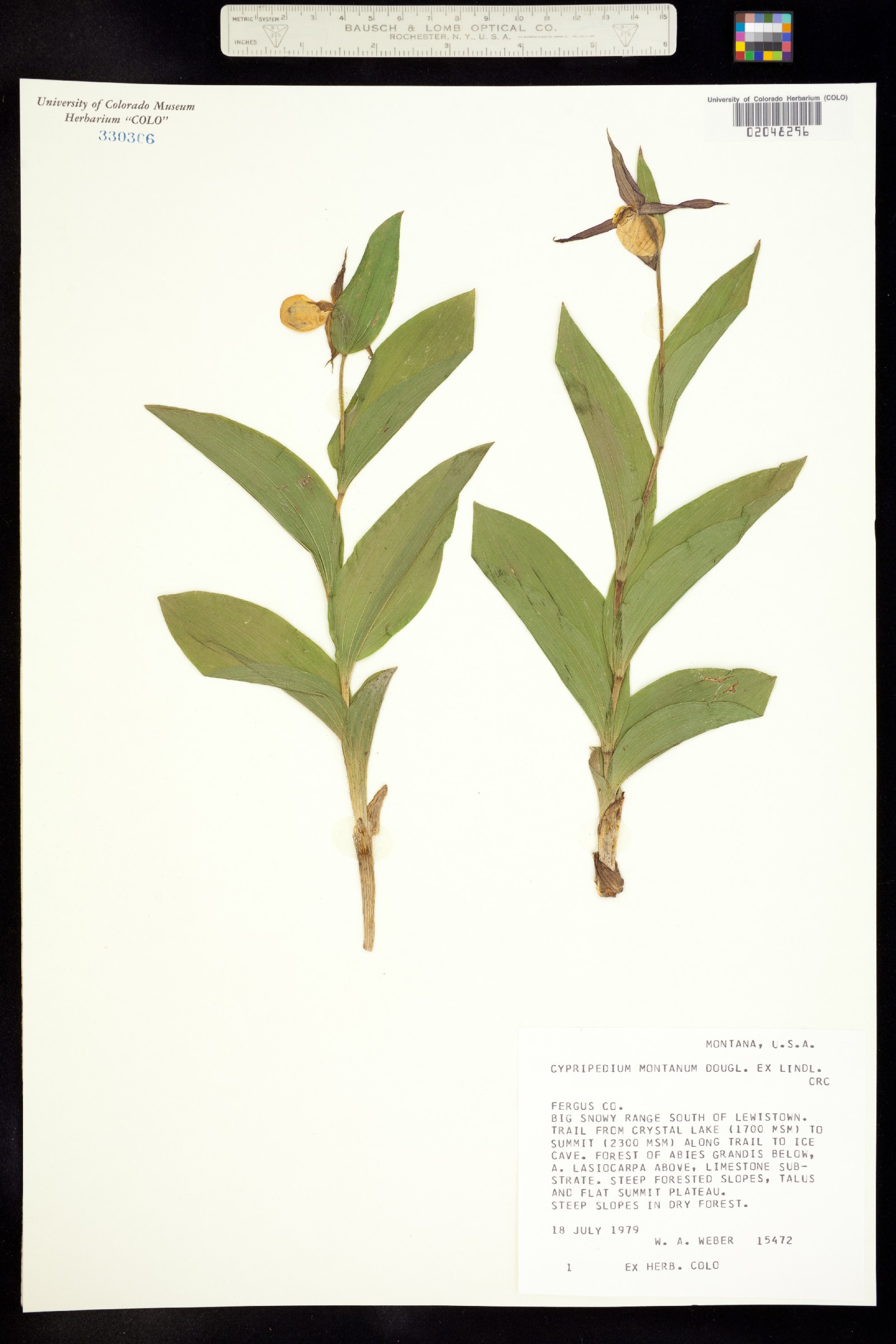 Cypripedium montanum image