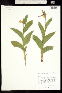 Cypripedium montanum image