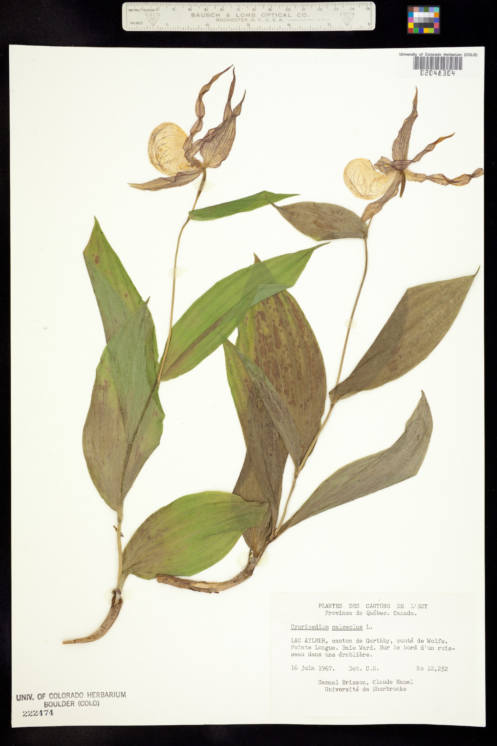 Cypripedium calceolus image