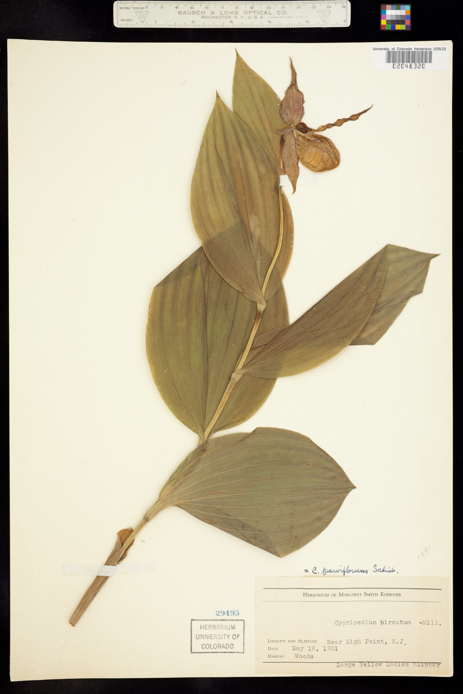 Cypripedium calceolus image