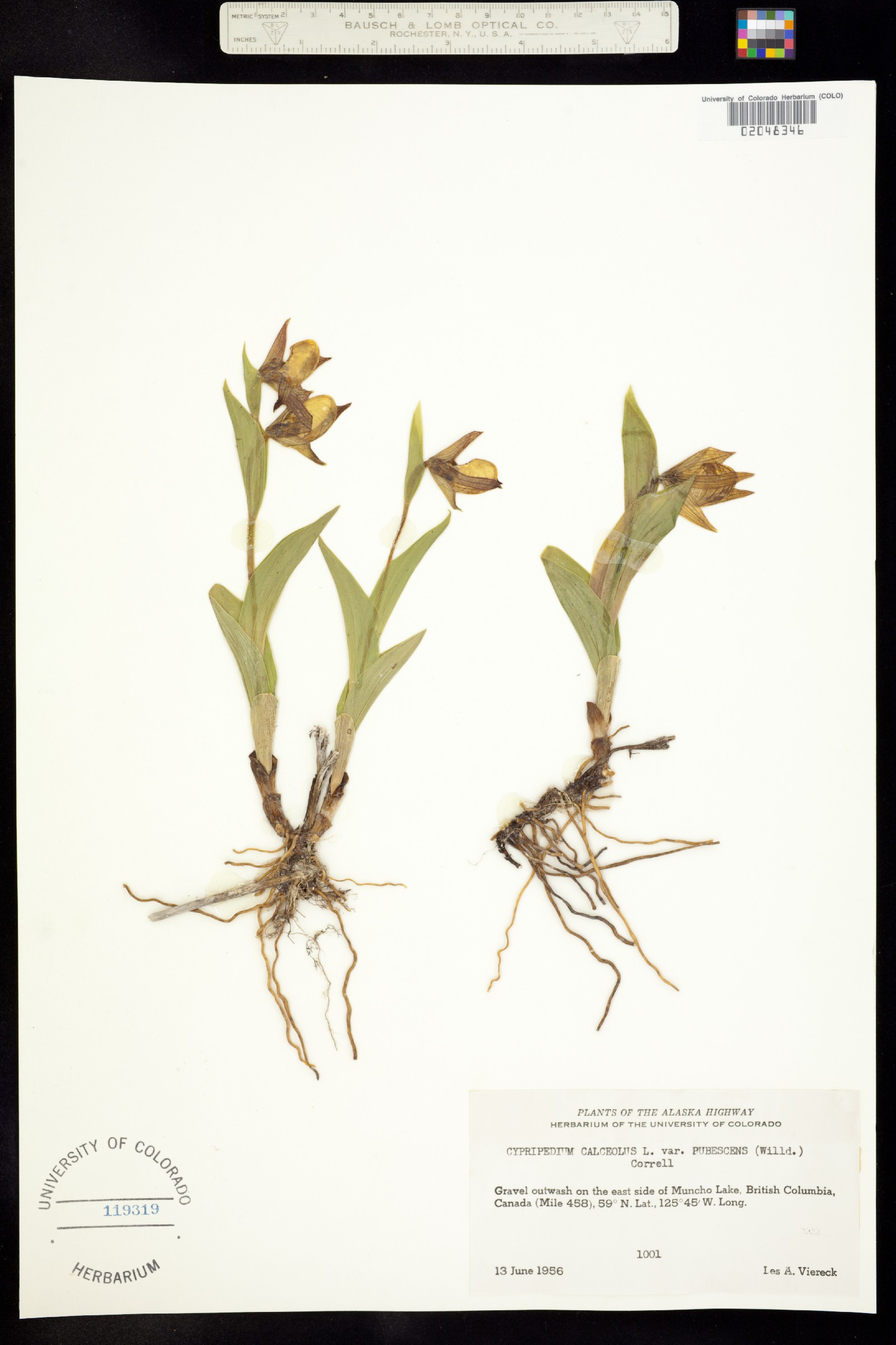 Cypripedium calceolus image