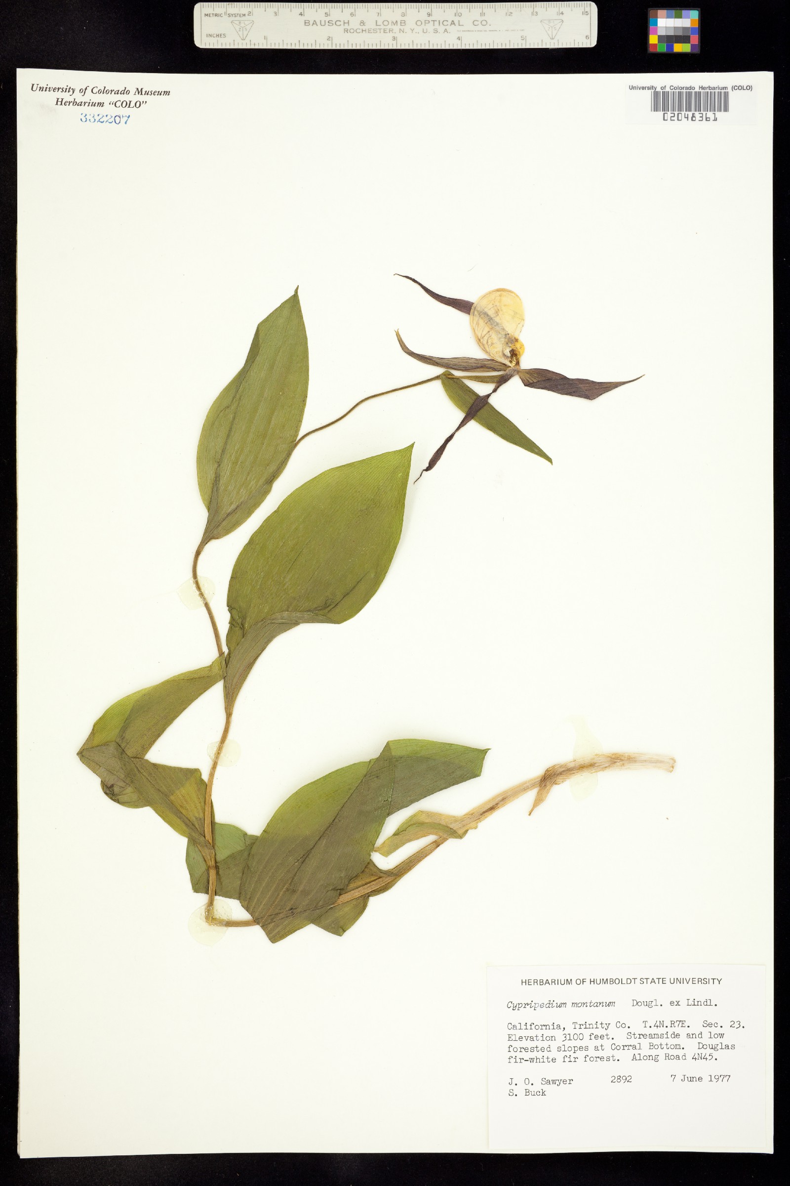 Cypripedium montanum image