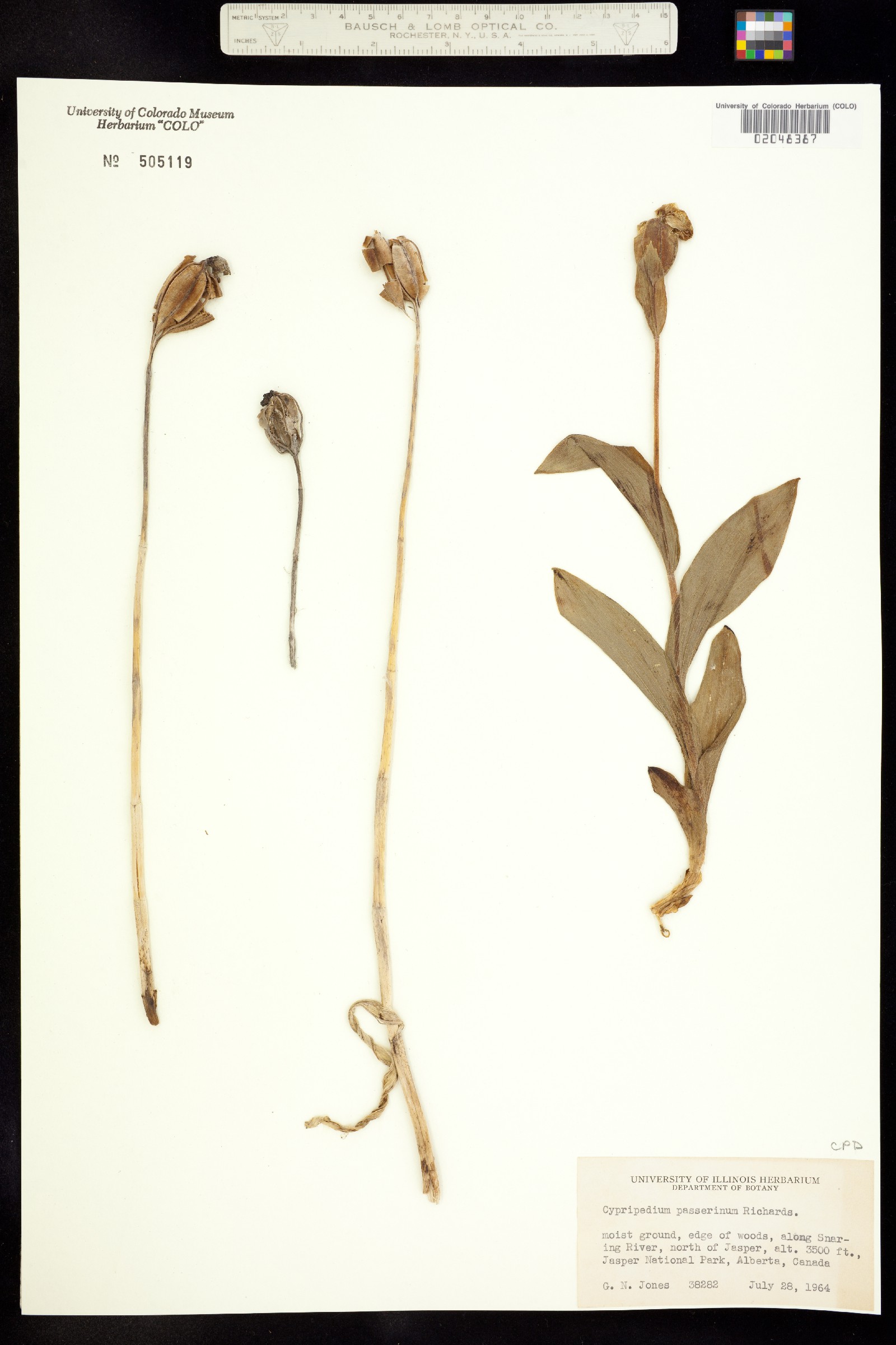 Cypripedium passerinum image