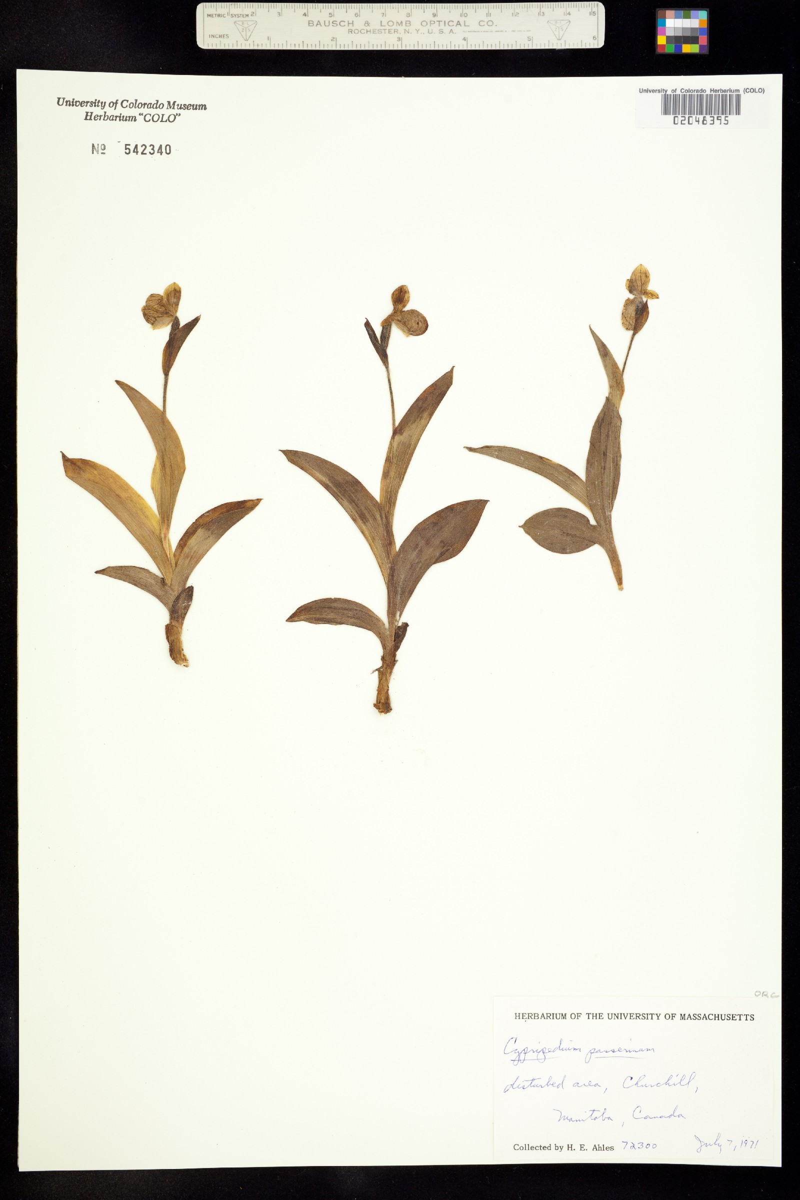 Cypripedium passerinum image