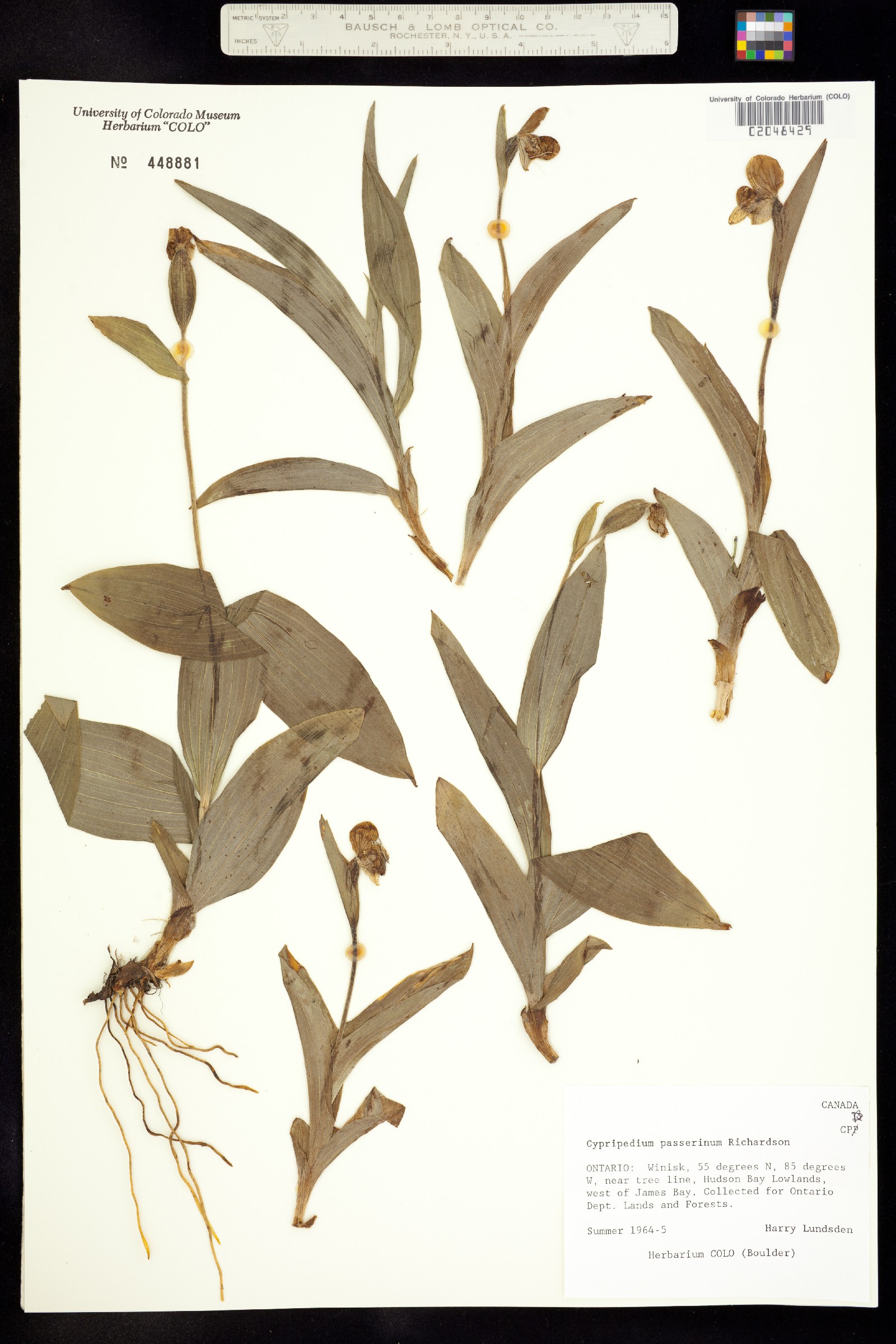 Cypripedium passerinum image