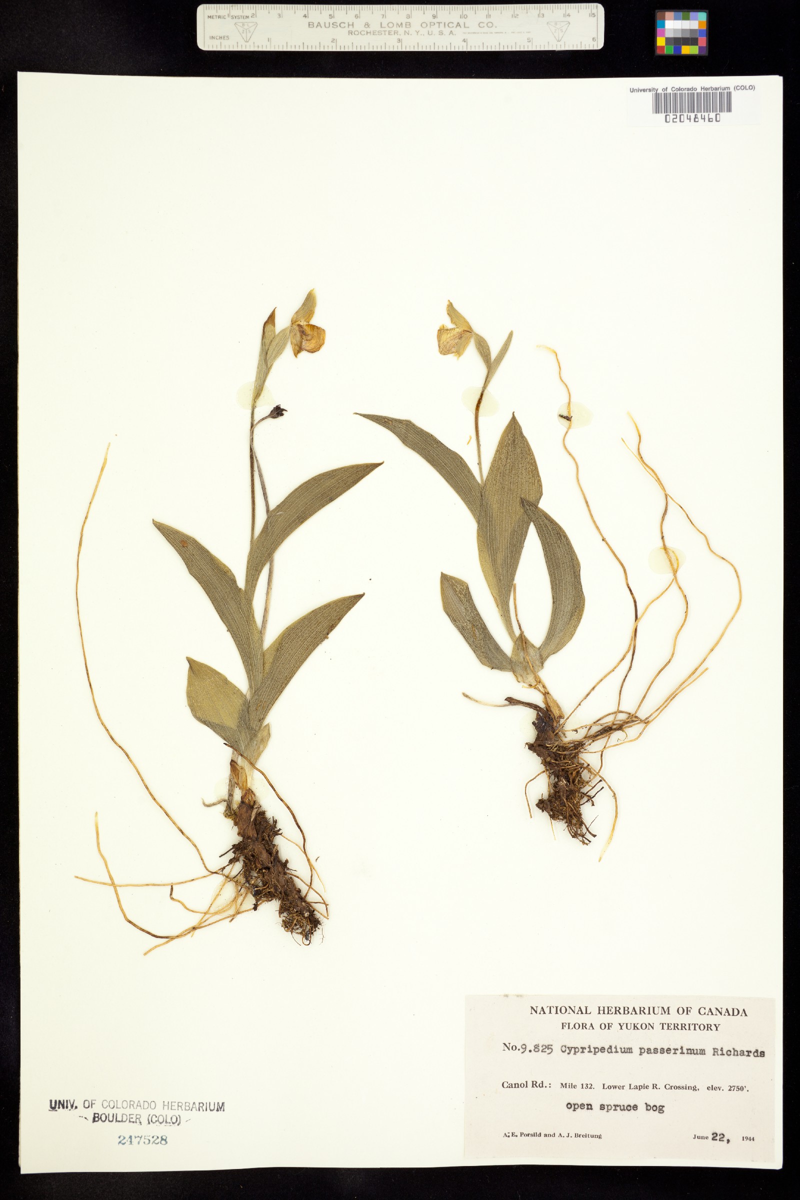 Cypripedium passerinum image