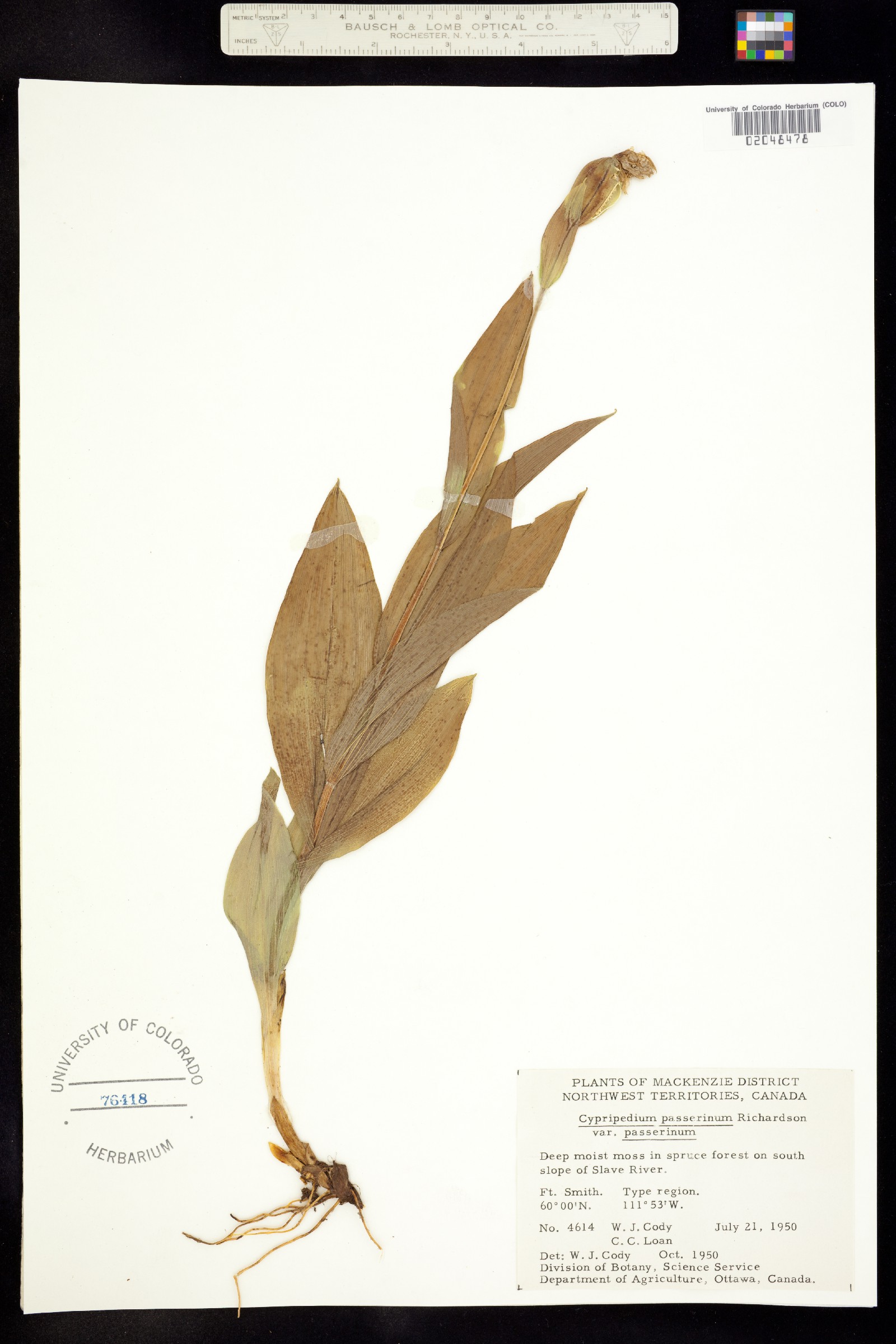 Cypripedium passerinum image