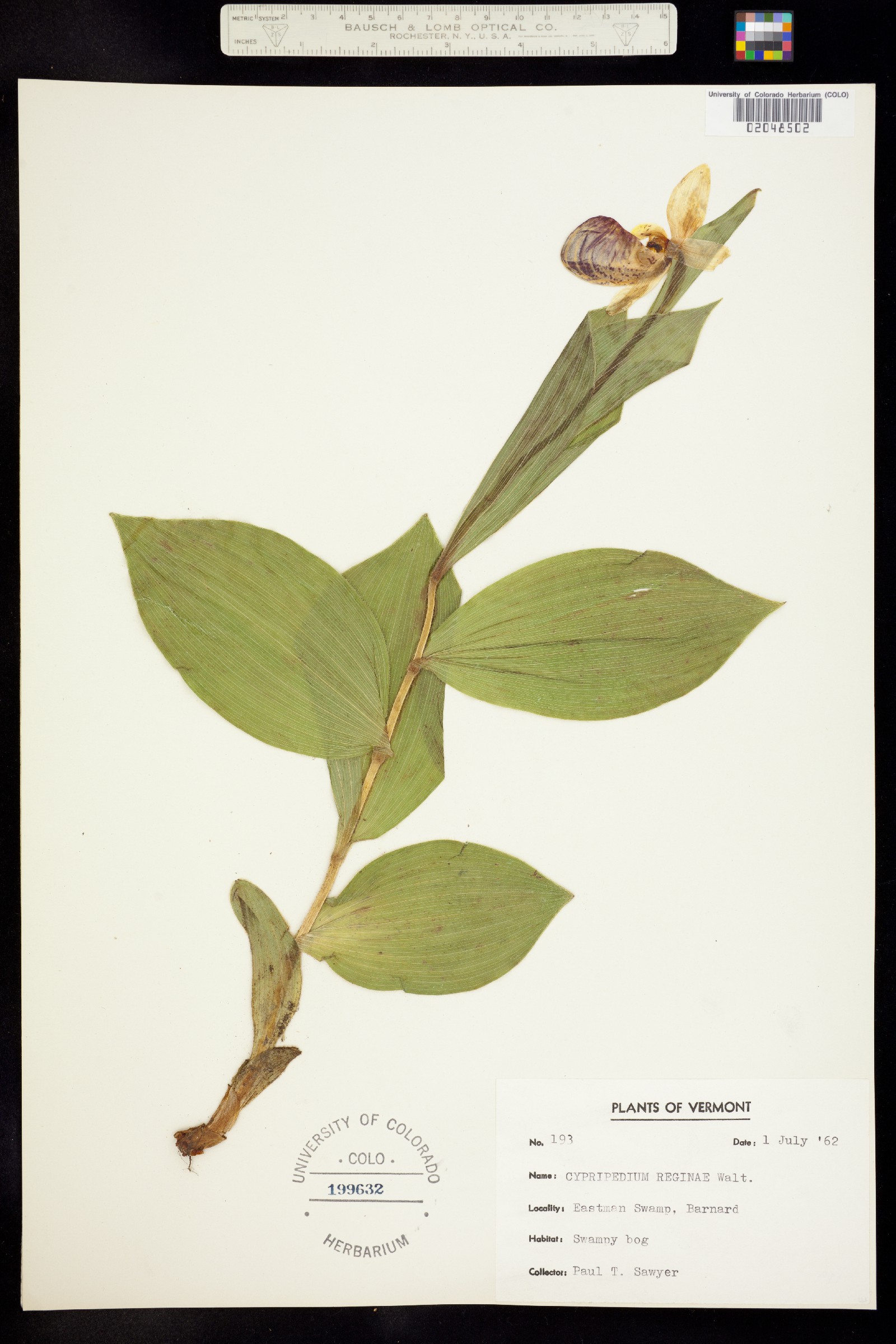 Cypripedium reginae image