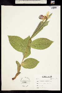 Image of Cypripedium reginae