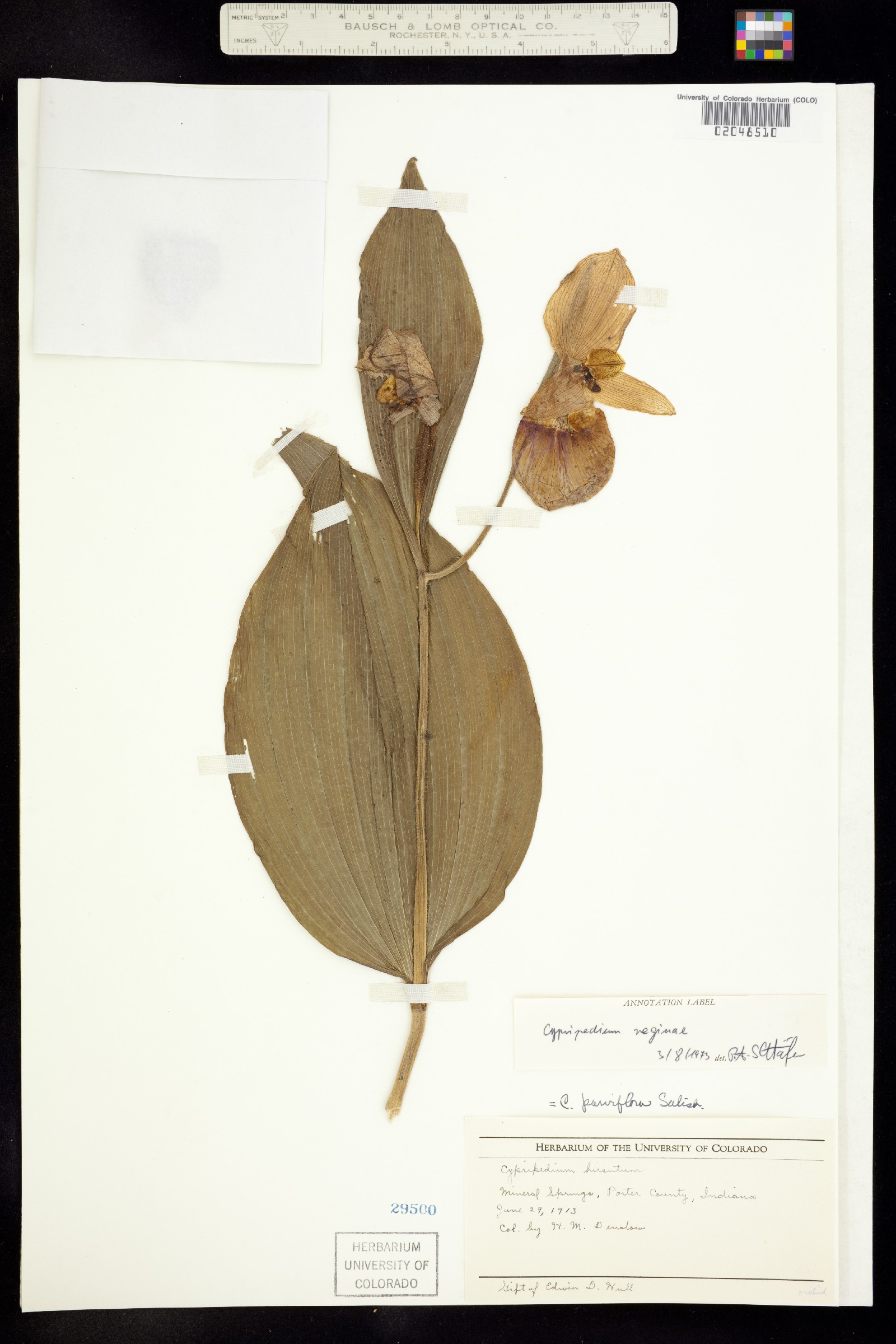 Cypripedium reginae image