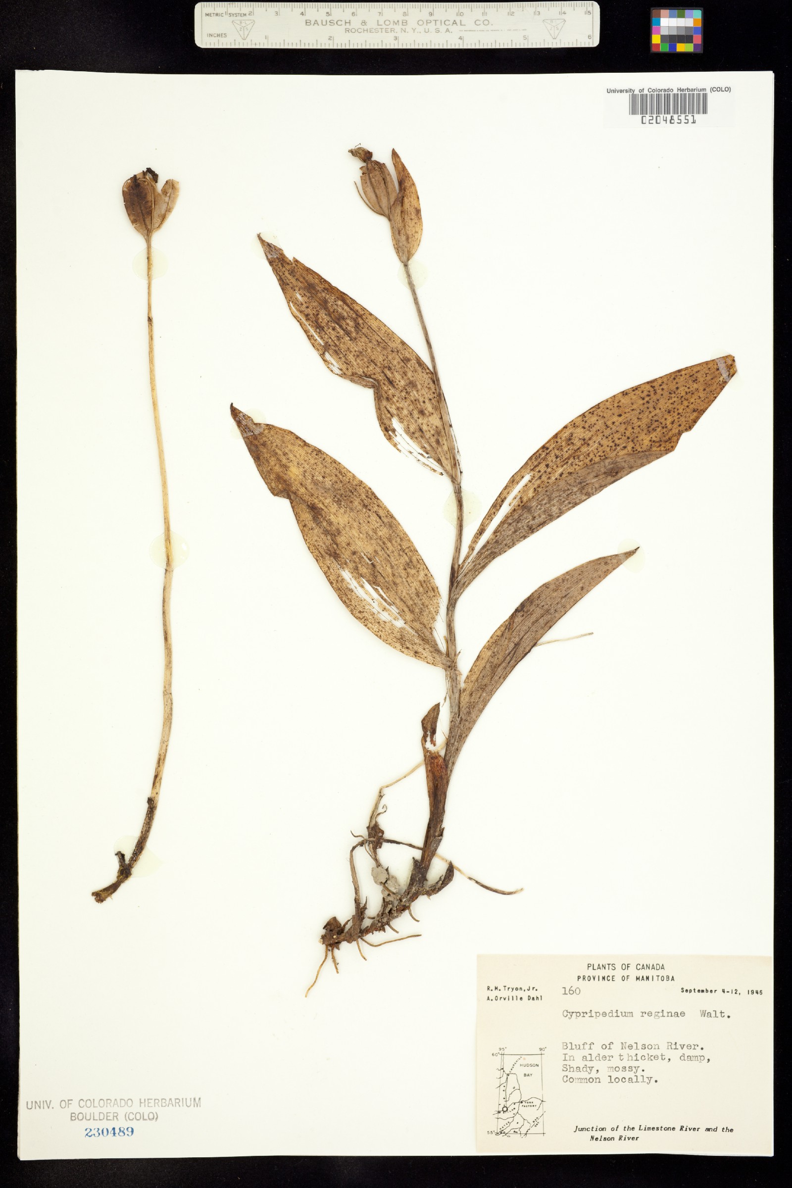 Cypripedium reginae image