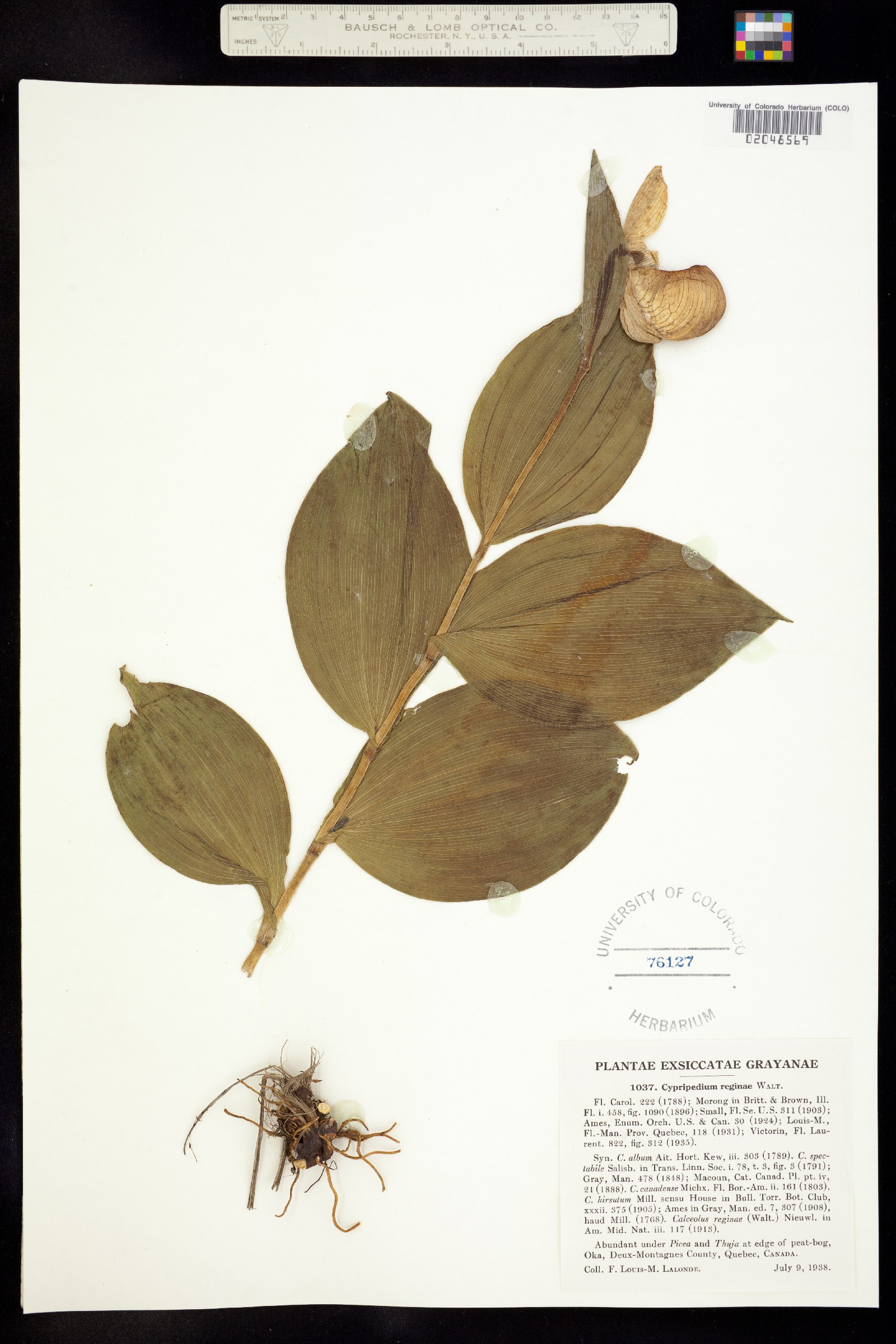 Cypripedium reginae image