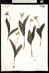 Image of Cypripedium guttatum
