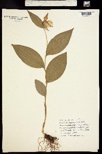 Image of Cypripedium parviflorum