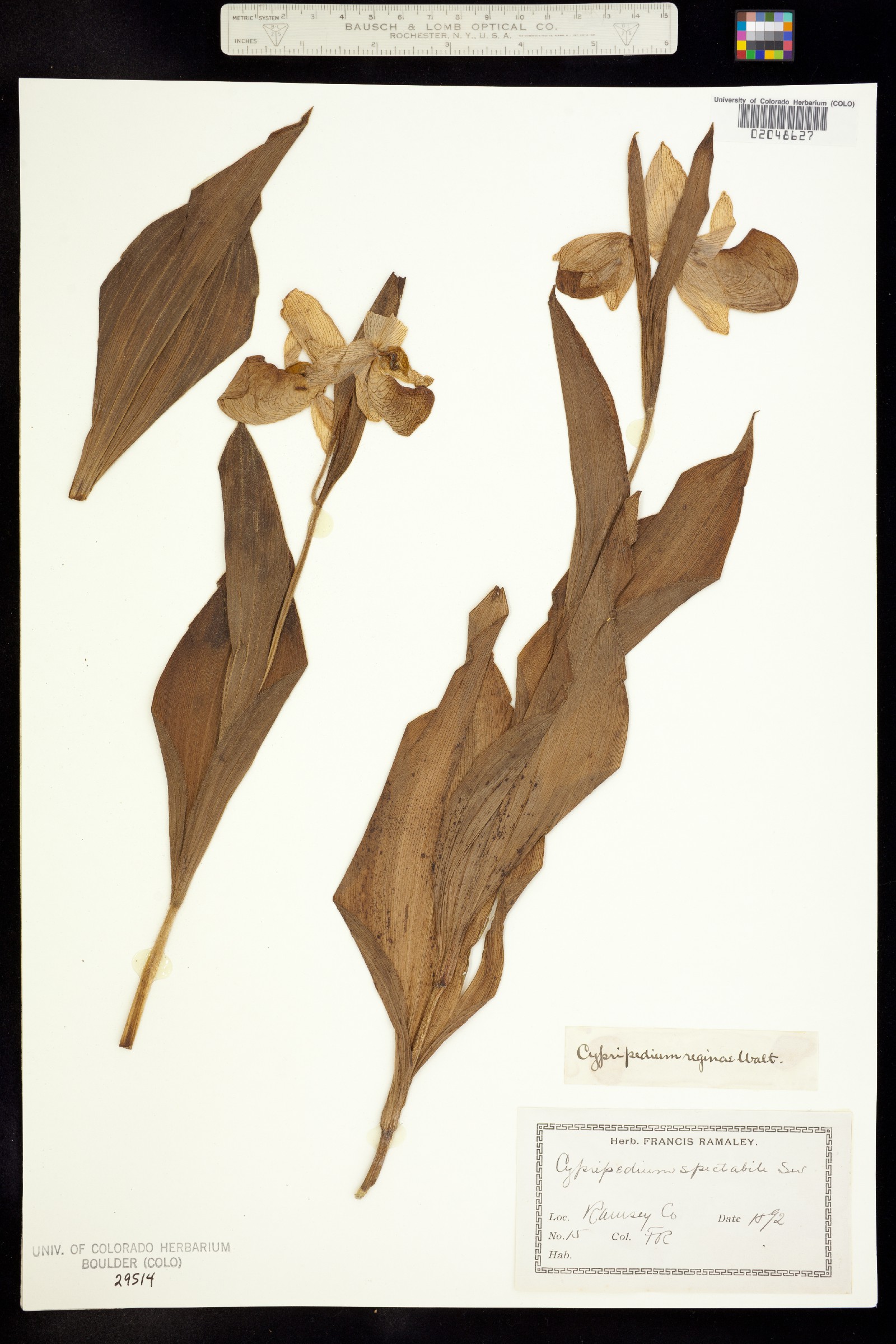 Cypripedium reginae image