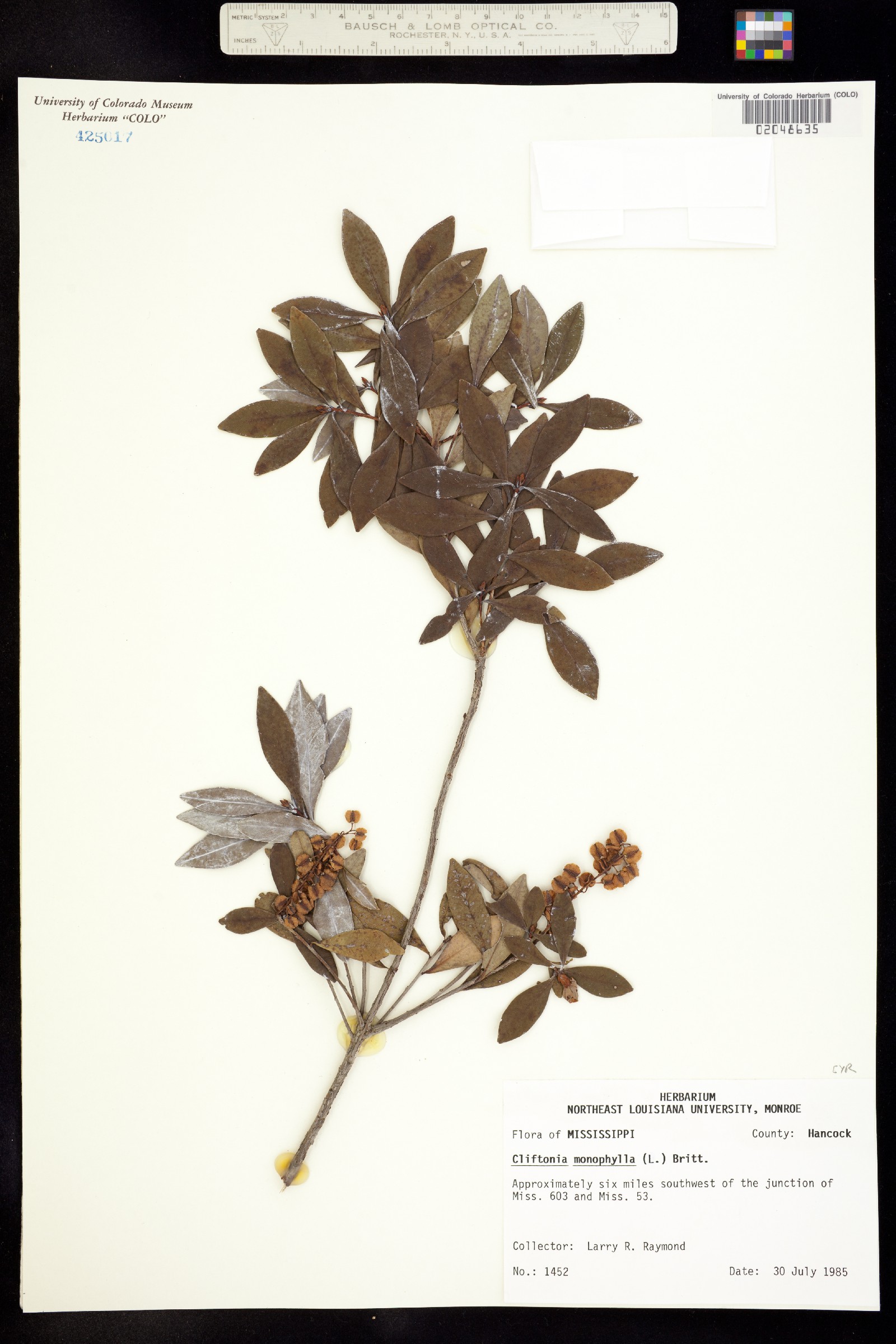 Cliftonia monophylla image