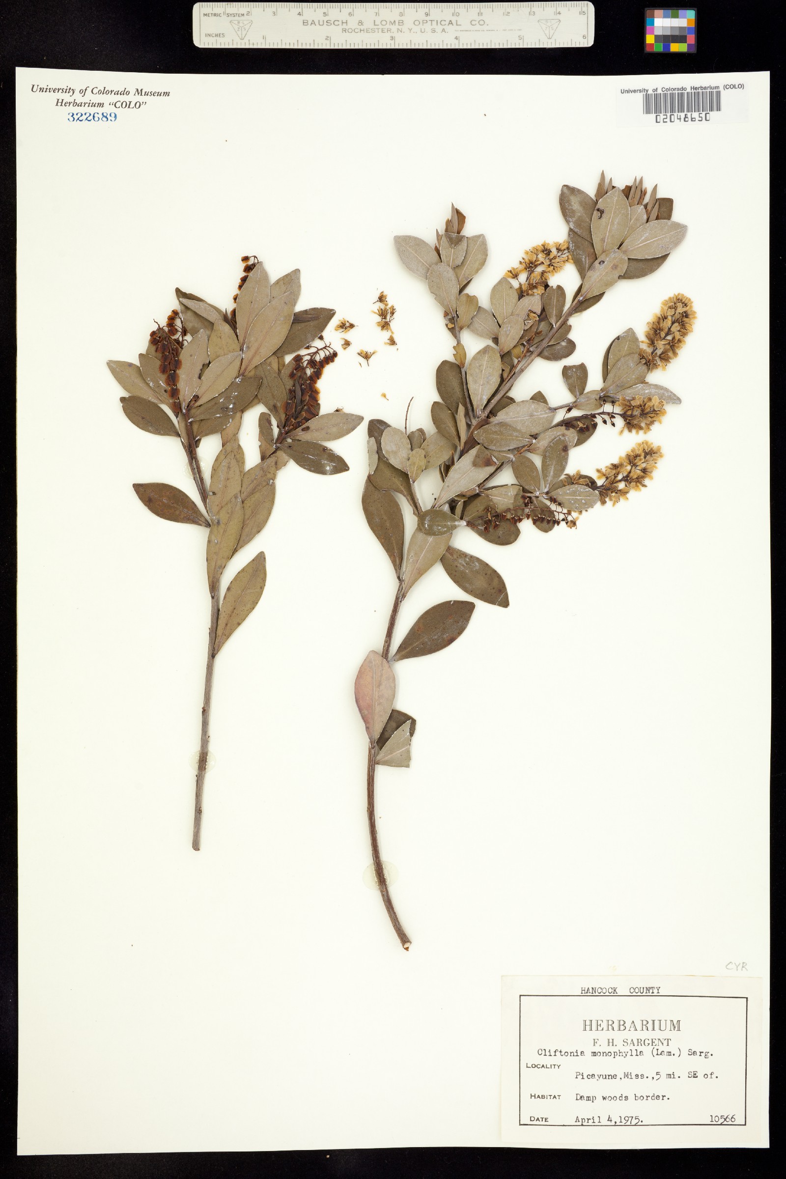 Cliftonia monophylla image