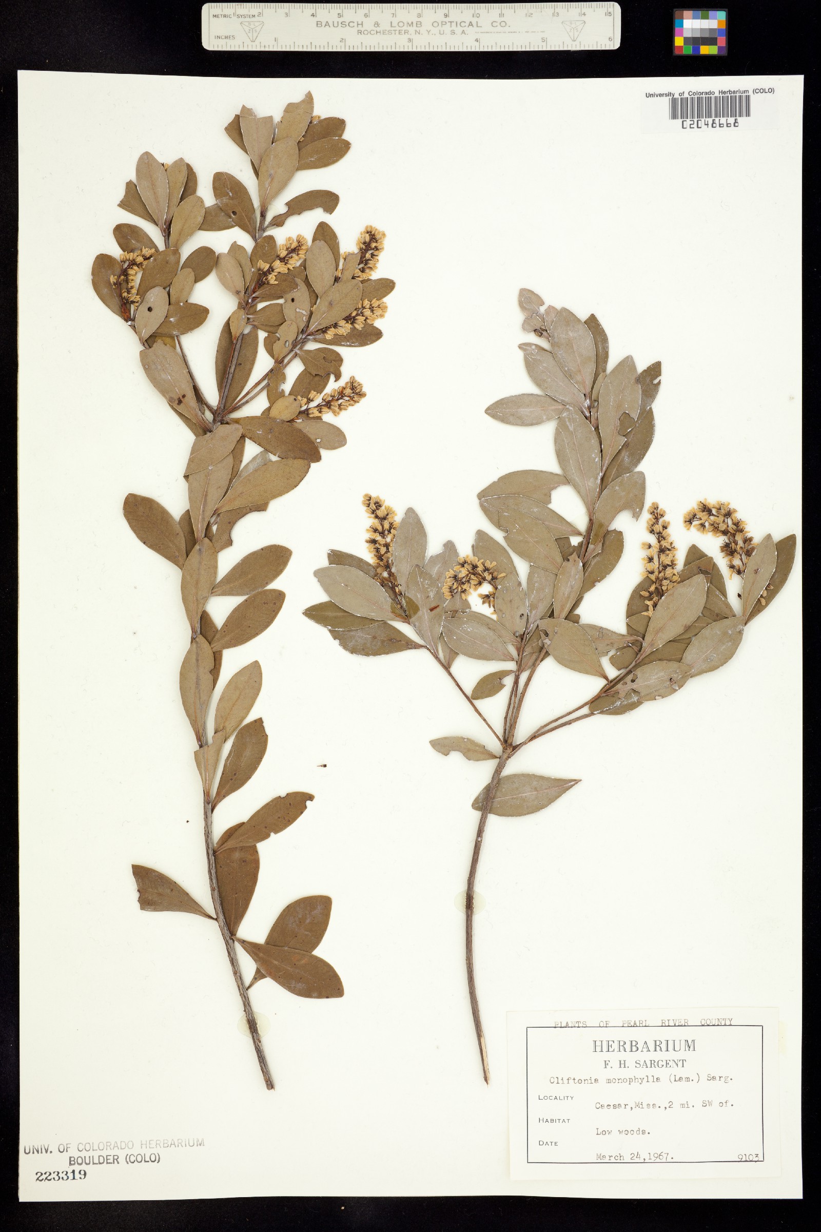 Cliftonia monophylla image