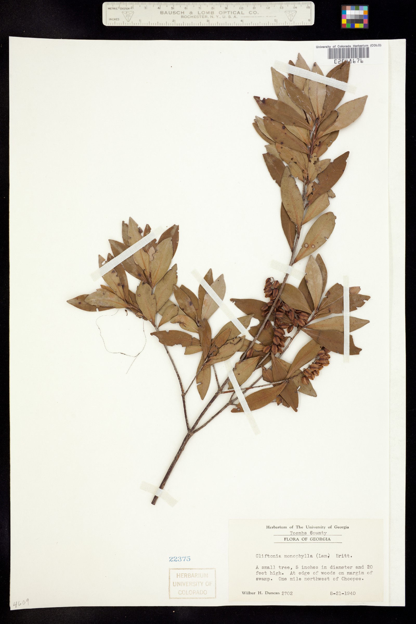 Cliftonia monophylla image