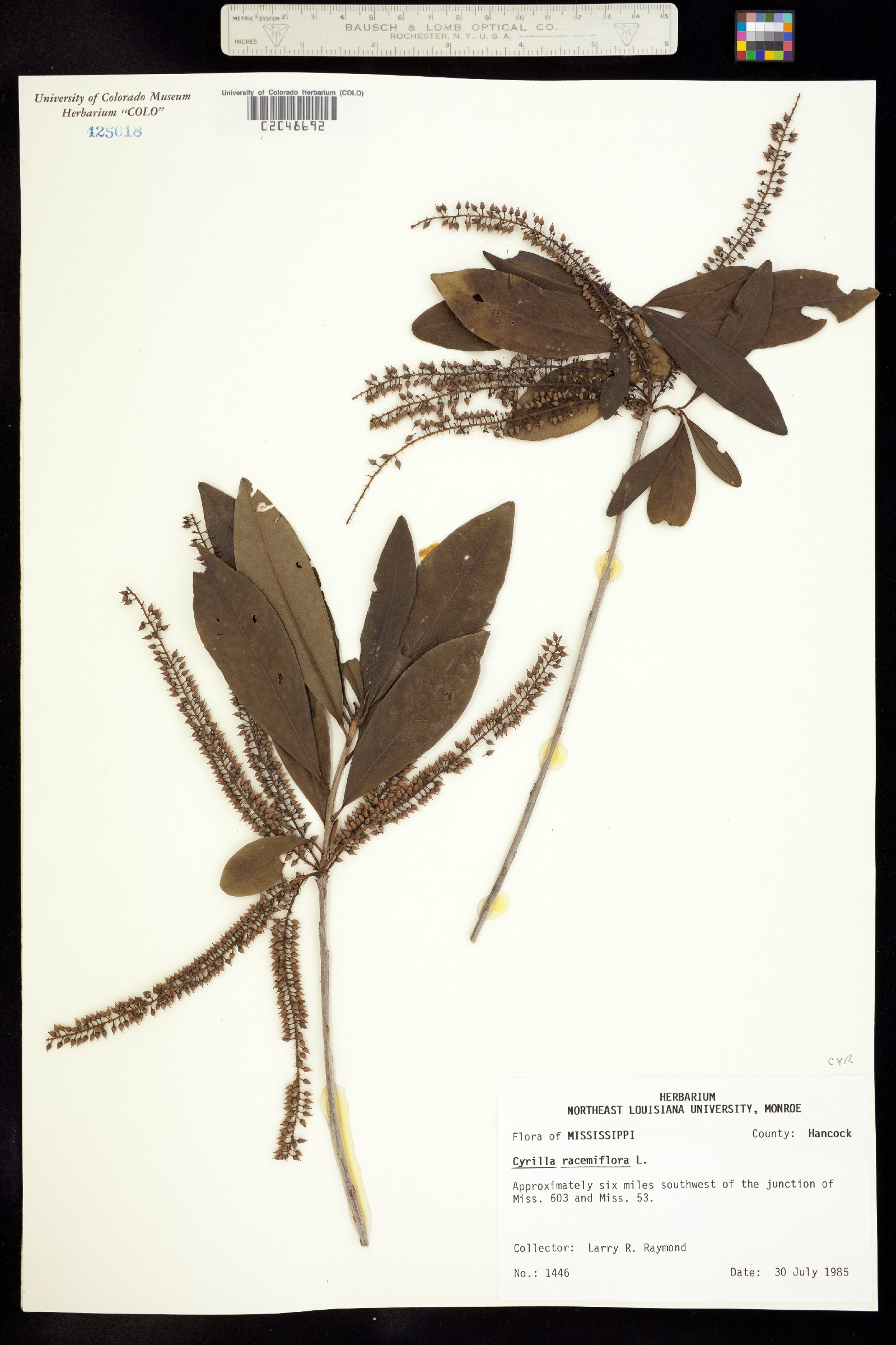 Cyrilla racemiflora image