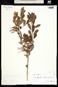 Cyrilla racemiflora image
