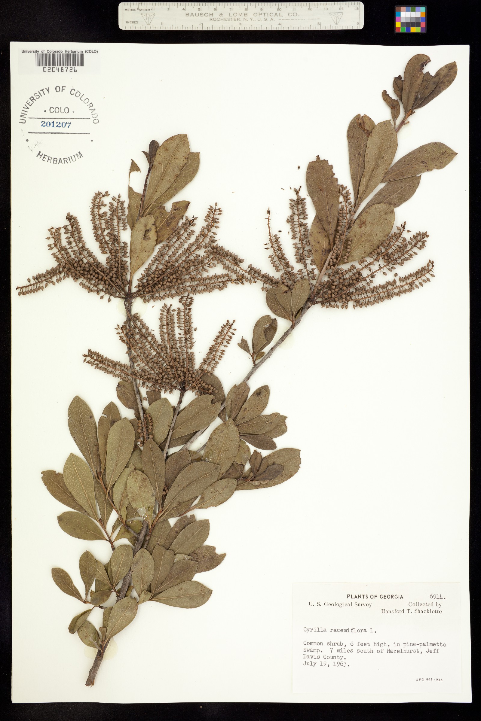 Cyrilla racemiflora image
