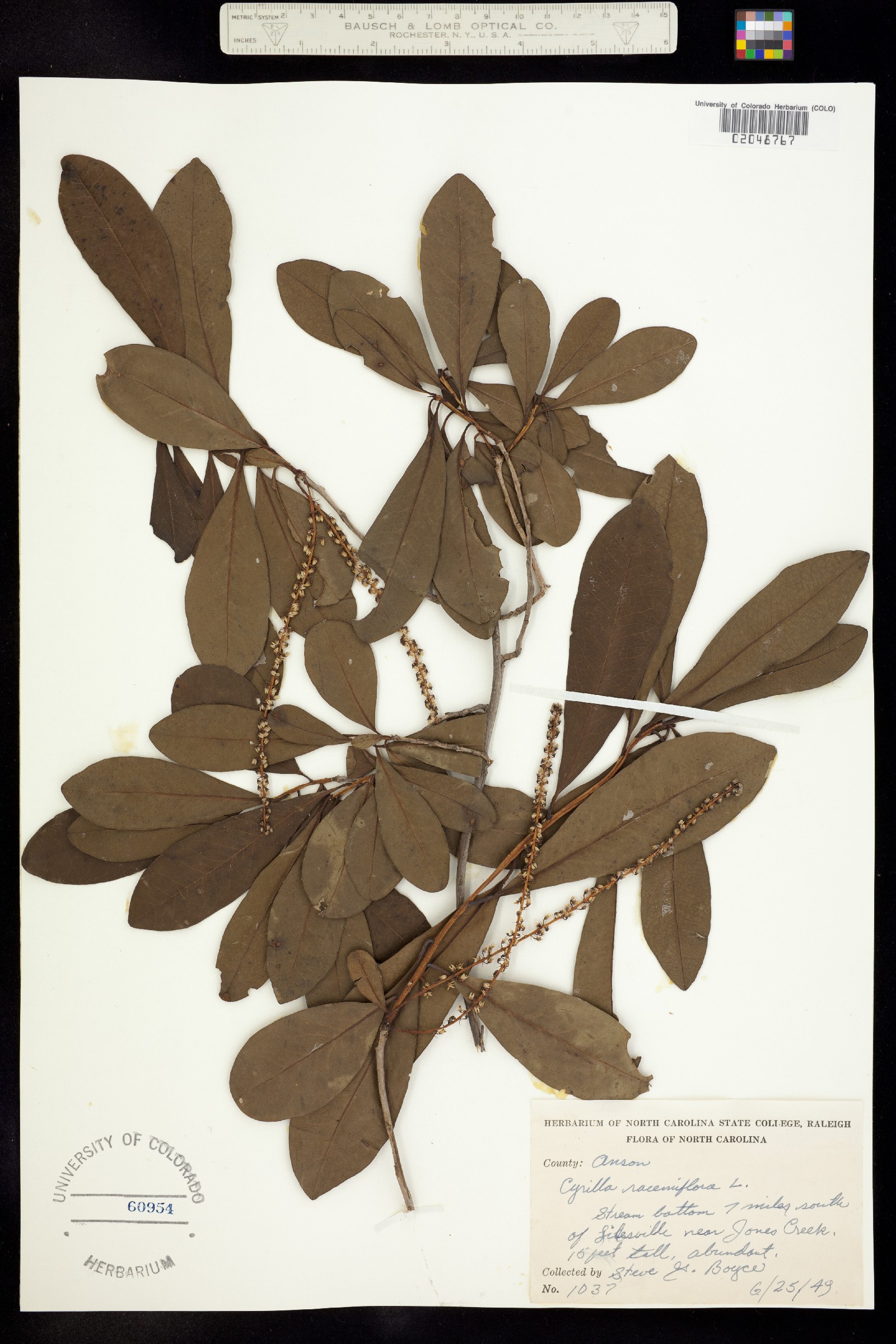 Cyrilla racemiflora image
