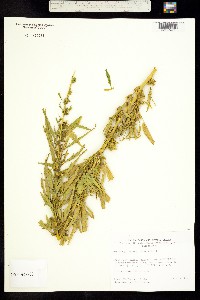 Image of Datisca glomerata