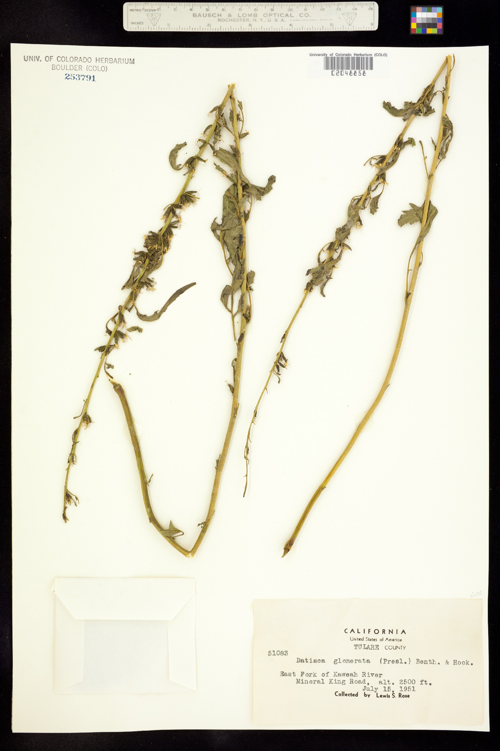 Datisca glomerata image