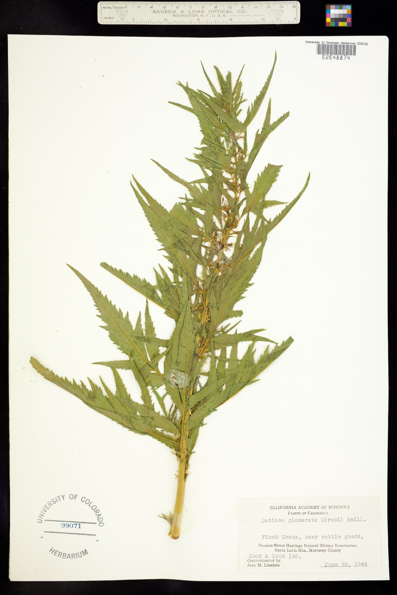Datiscaceae image
