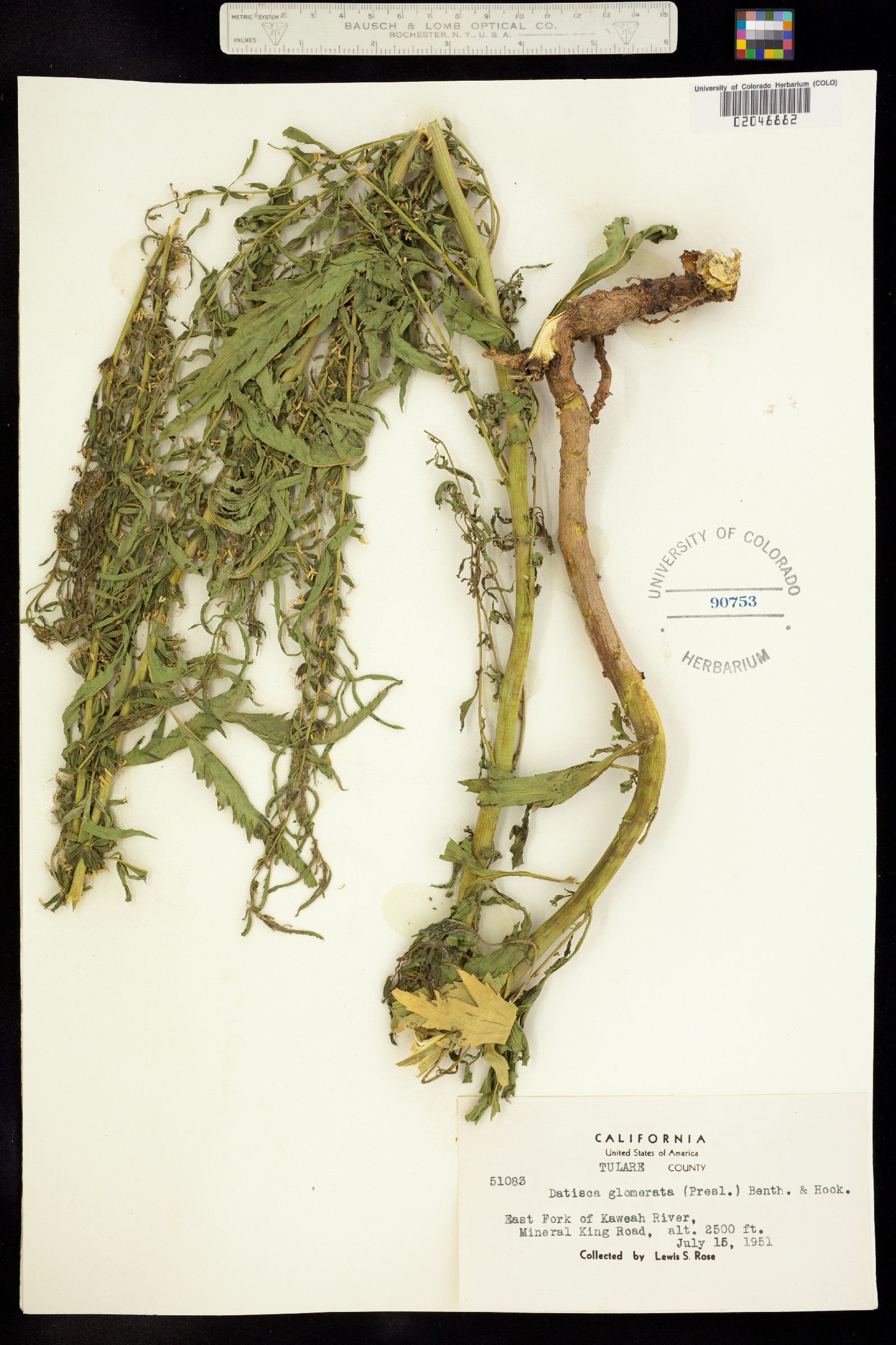 Datisca glomerata image