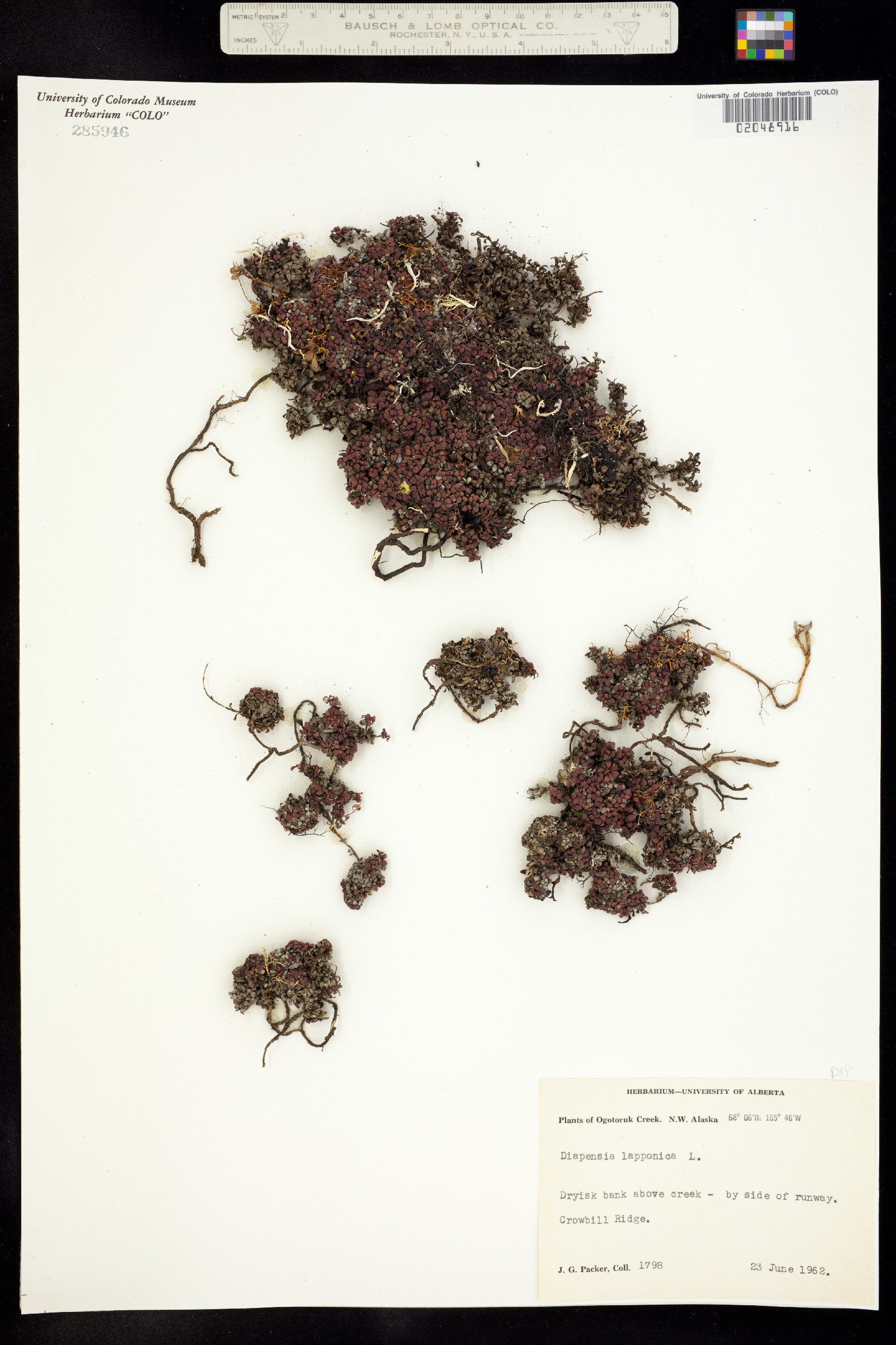 Diapensia image