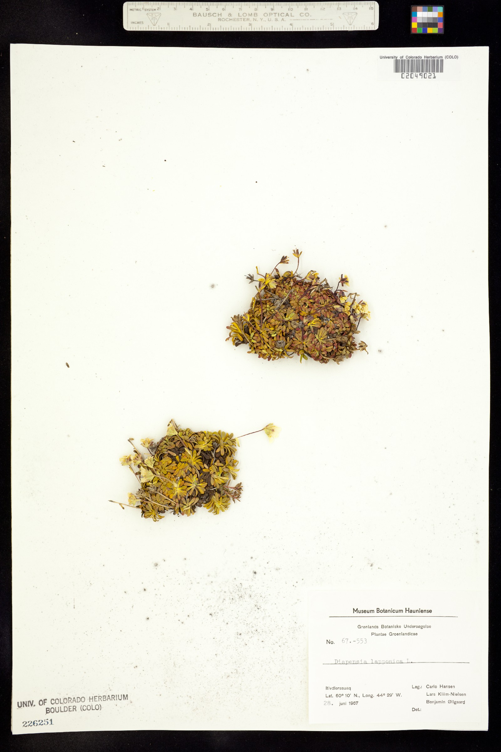 Diapensia lapponica image