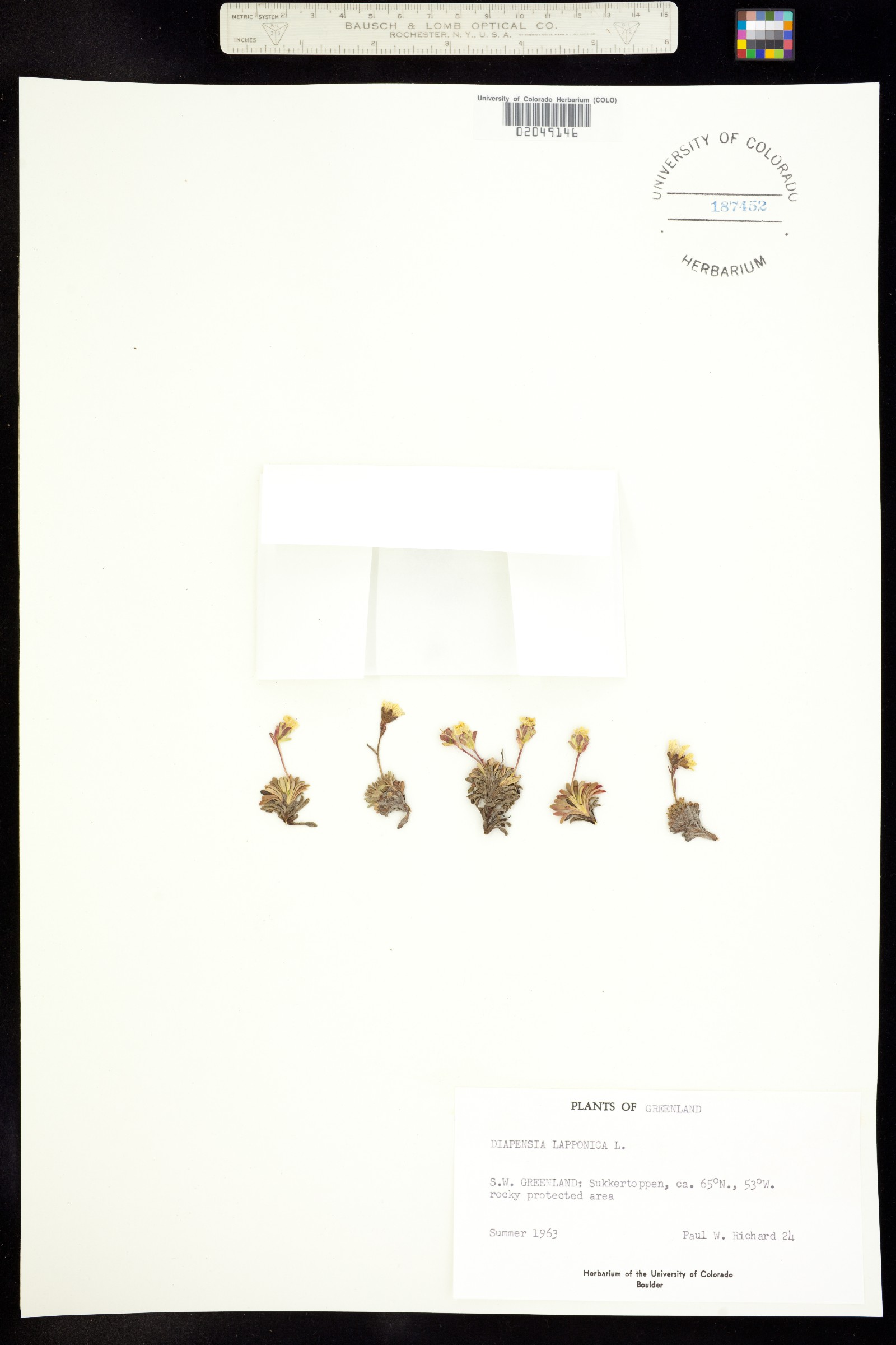 Diapensia image