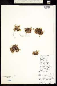 Diapensia lapponica image